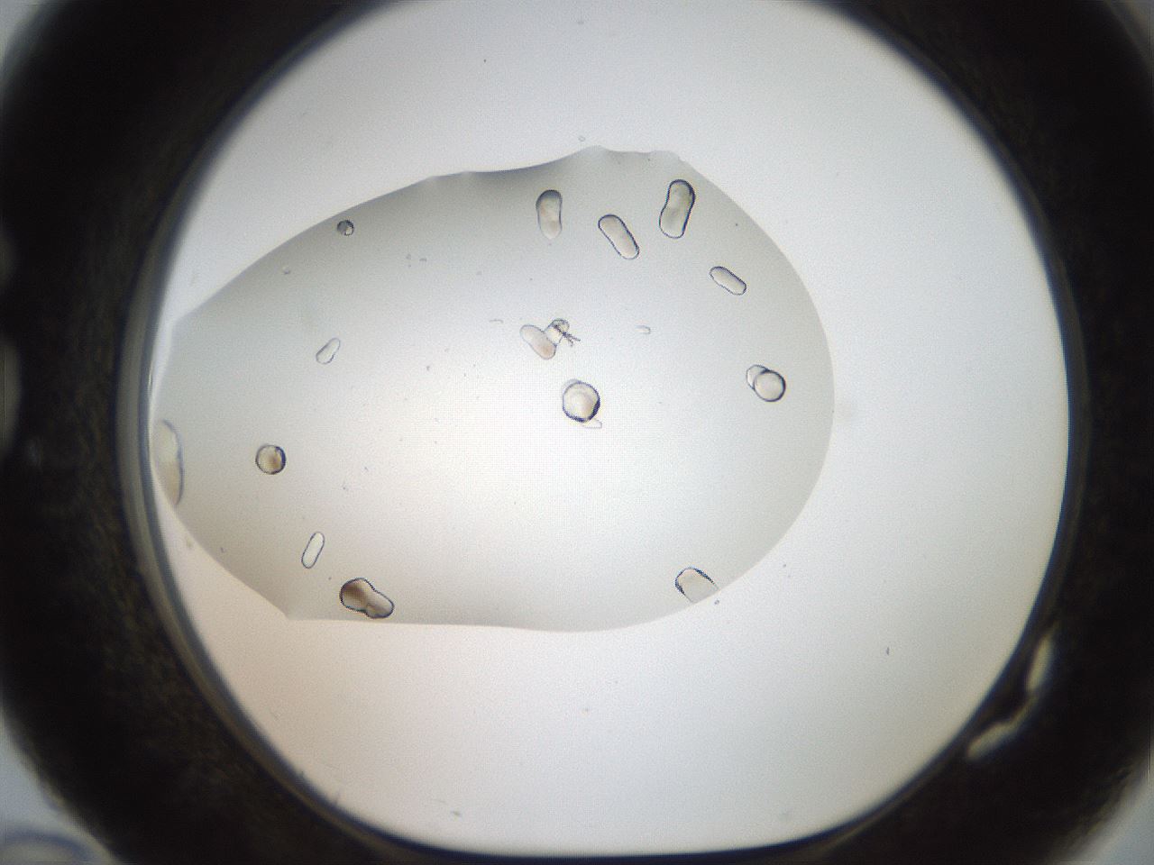 folderID321_plateID2321_batchID10963_wellNum82_profileID1_d1_r163444_ef.jpg