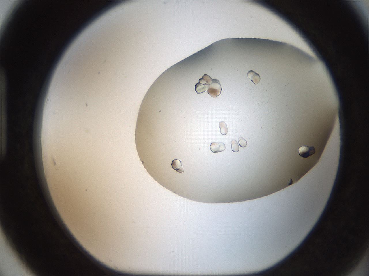folderID321_plateID2321_batchID10963_wellNum91_profileID1_d1_r163453_ef.jpg