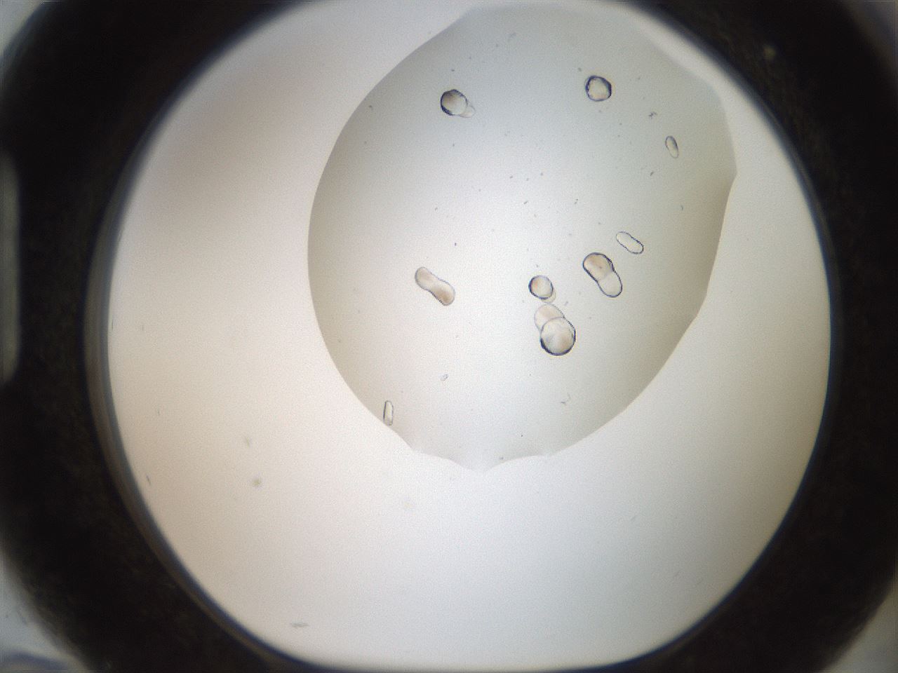 folderID321_plateID2321_batchID10963_wellNum94_profileID1_d1_r163456_ef.jpg