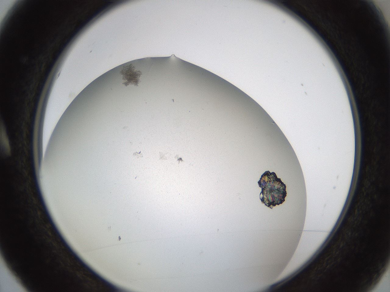 folderID324_plateID1324_batchID4479_wellNum5_profileID1_d1_r79452_ef.jpg