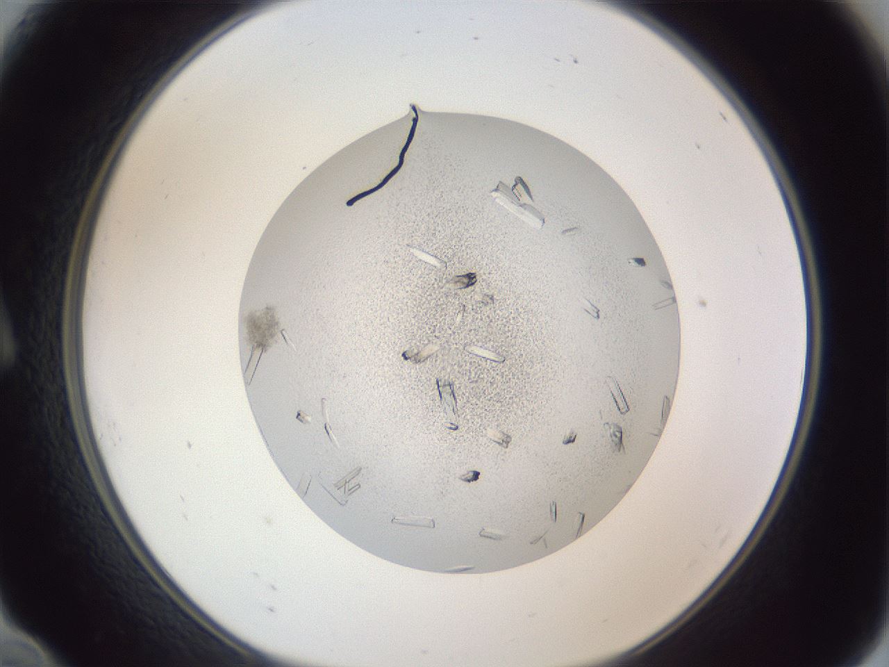 folderID325_plateID1325_batchID4504_wellNum10_profileID1_d1_r79505_ef.jpg