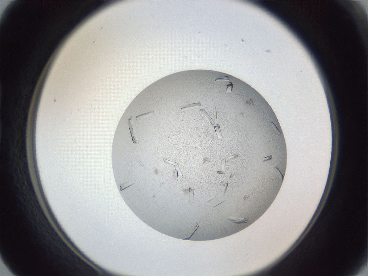 folderID325_plateID1325_batchID4504_wellNum17_profileID1_d1_r79512_ef.jpg