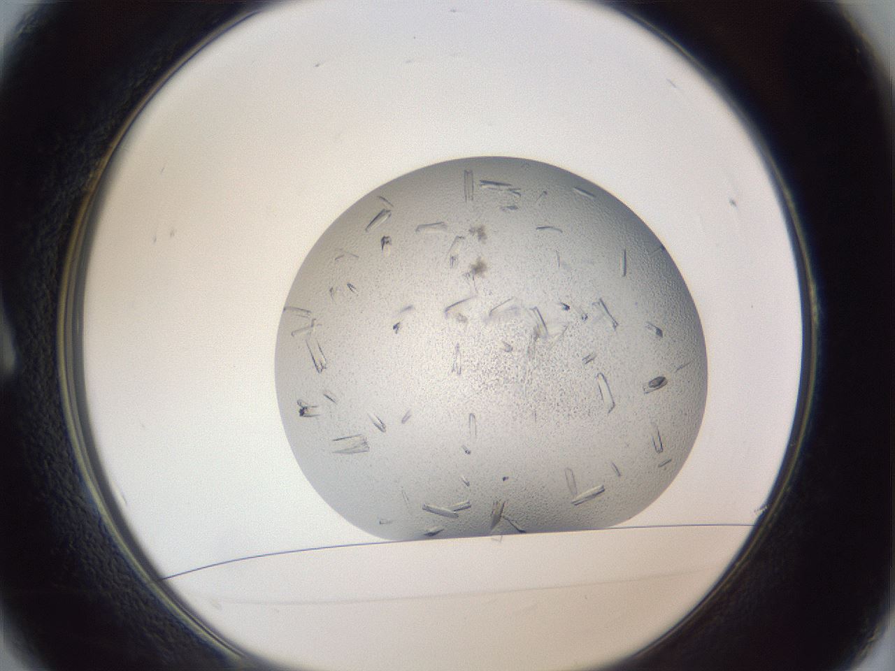 folderID325_plateID1325_batchID4504_wellNum1_profileID1_d1_r79496_ef.jpg