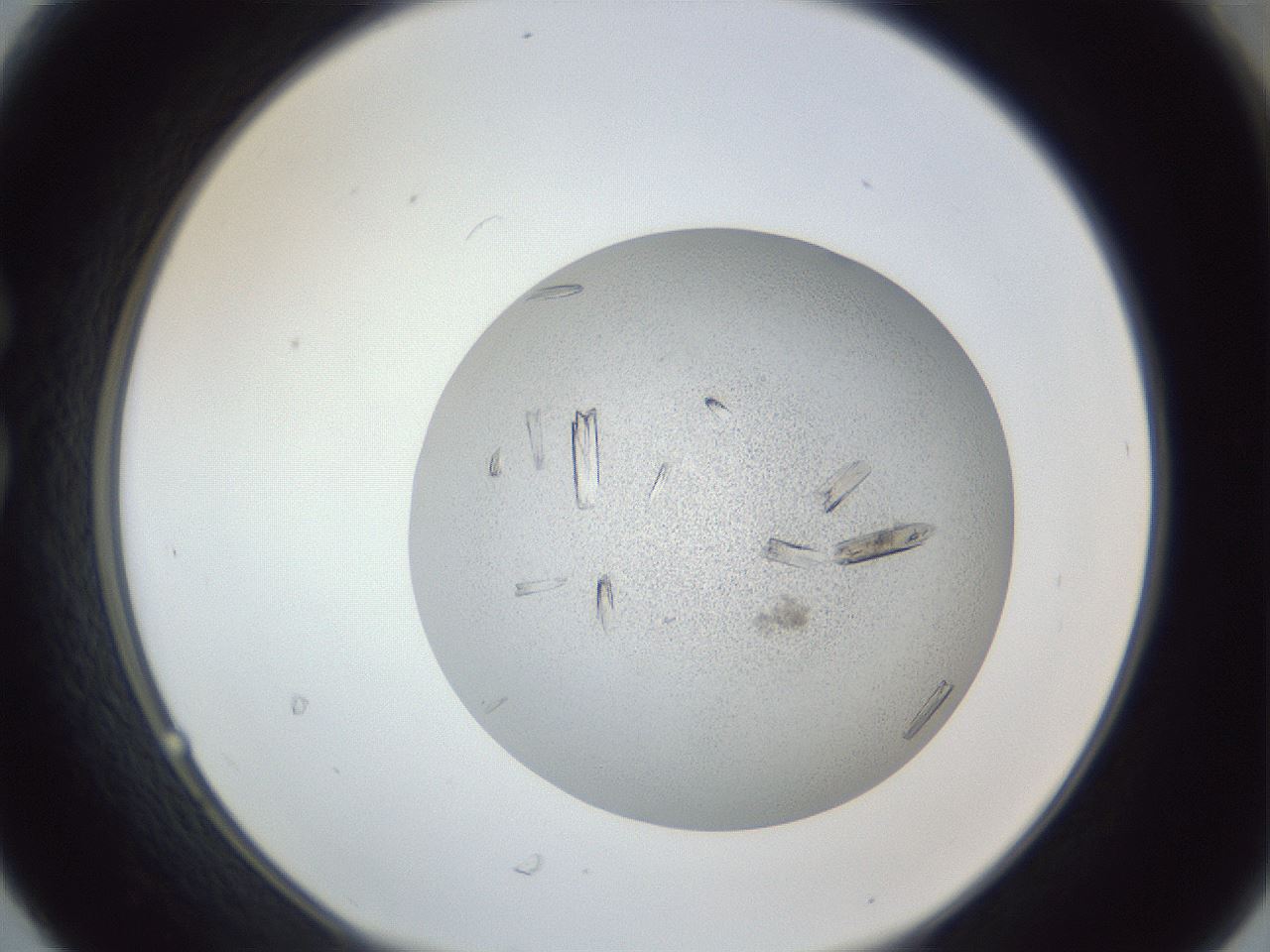 folderID325_plateID1325_batchID4504_wellNum30_profileID1_d1_r79525_ef.jpg