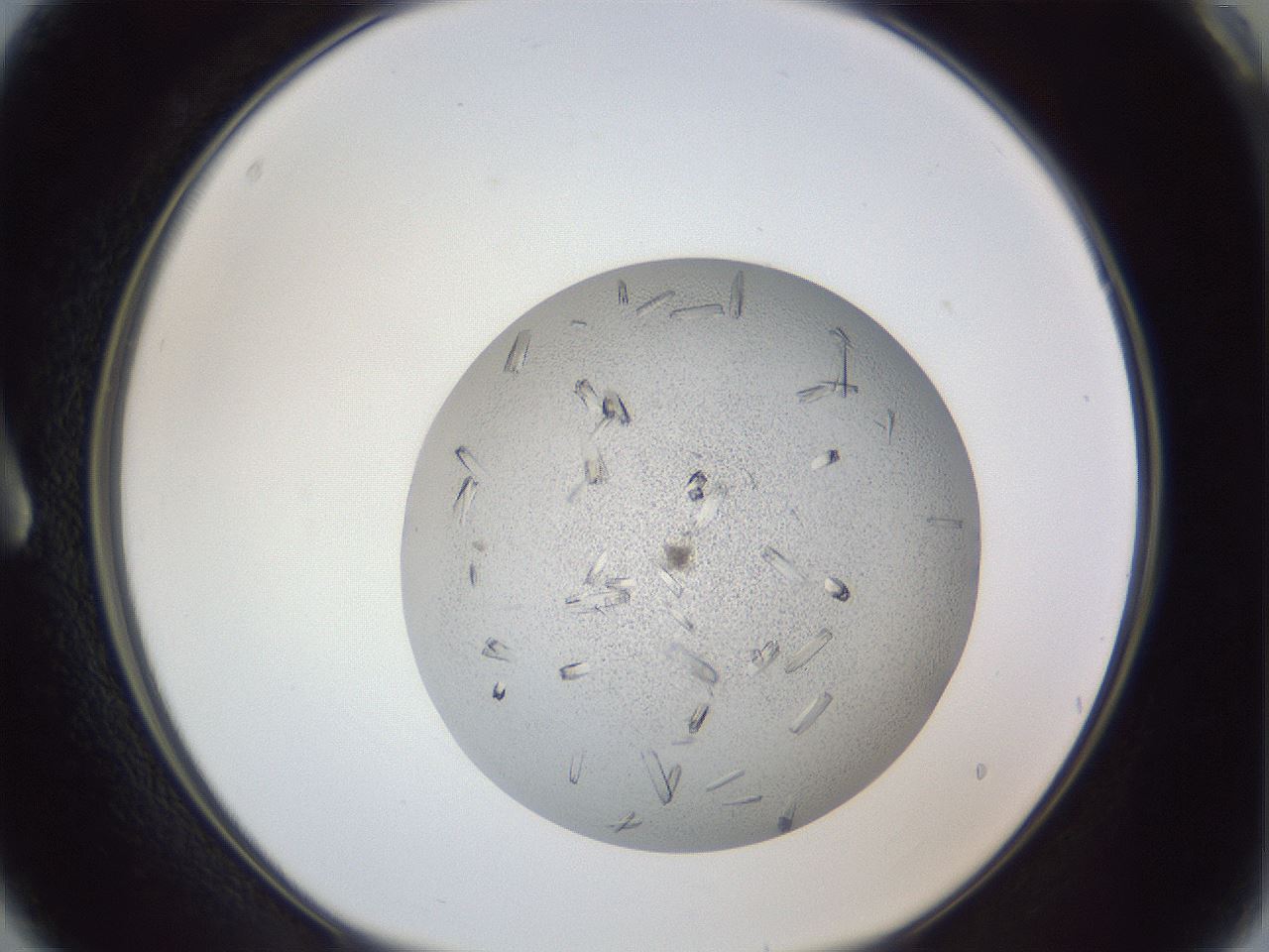 folderID325_plateID1325_batchID4504_wellNum3_profileID1_d1_r79498_ef.jpg