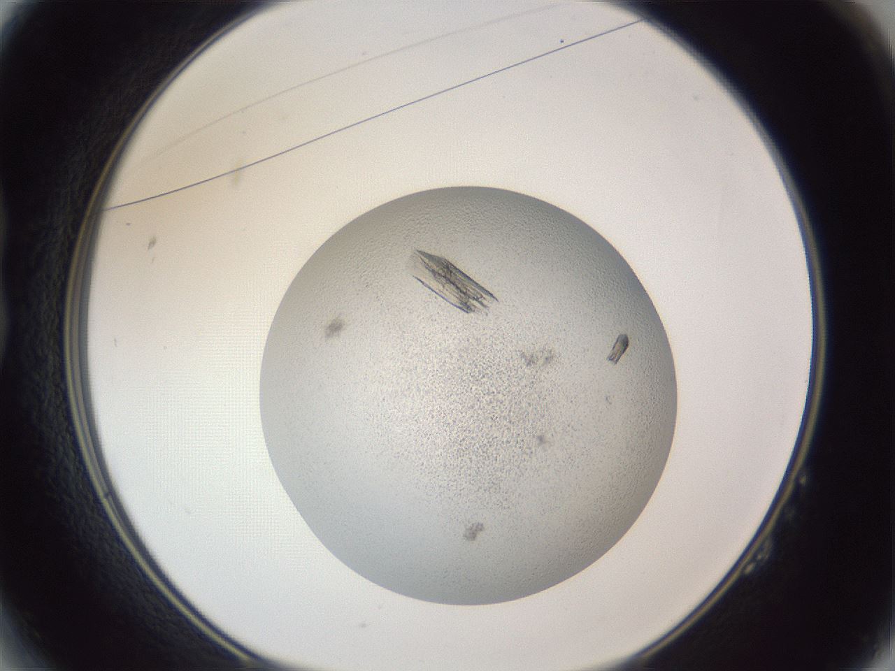 folderID325_plateID1325_batchID4504_wellNum14_profileID1_d1_r79509_ef.jpg