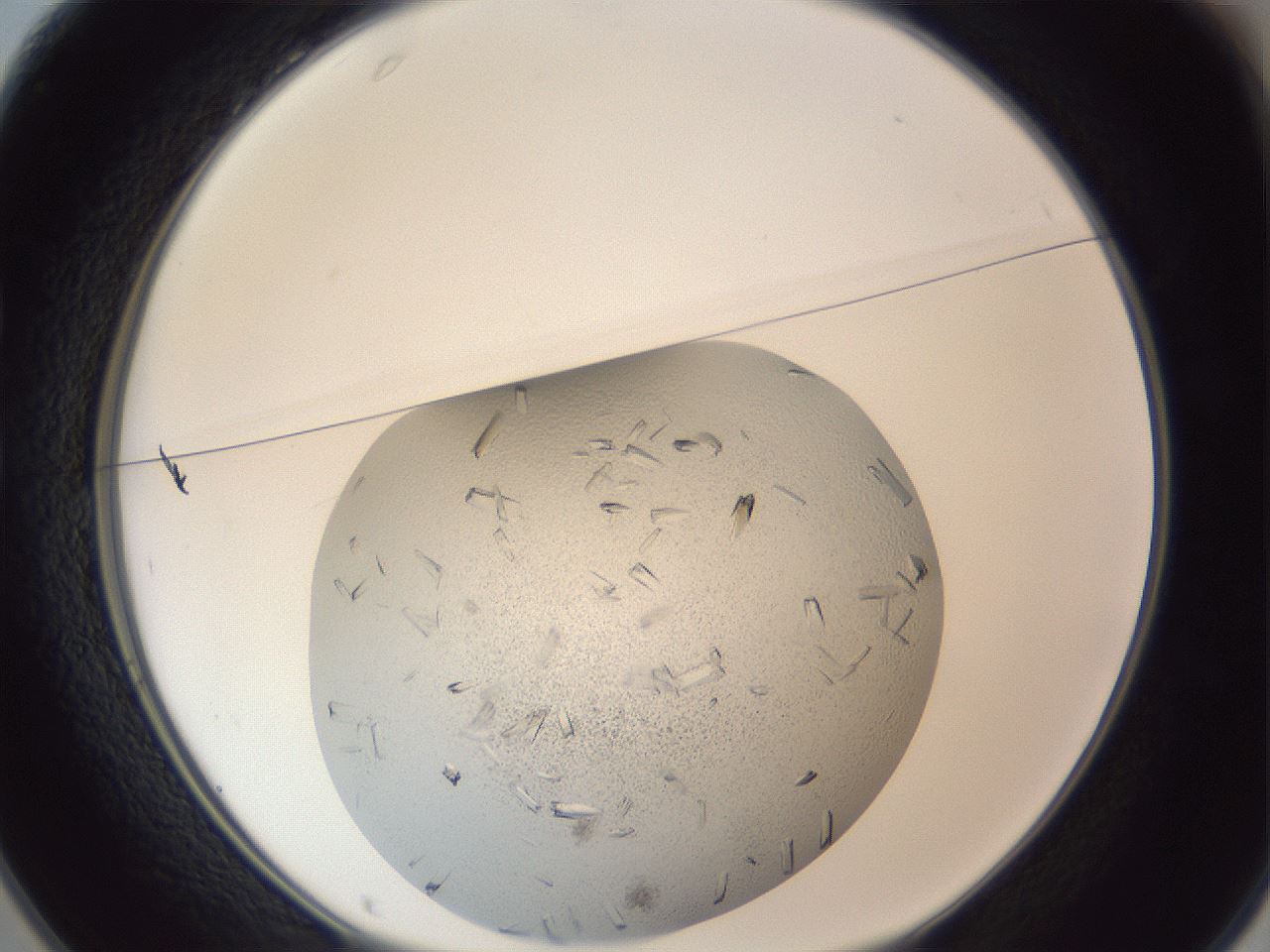 folderID325_plateID1325_batchID4504_wellNum25_profileID1_d1_r79520_ef.jpg