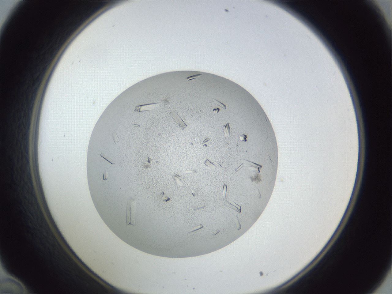 folderID325_plateID1325_batchID4504_wellNum34_profileID1_d1_r79529_ef.jpg