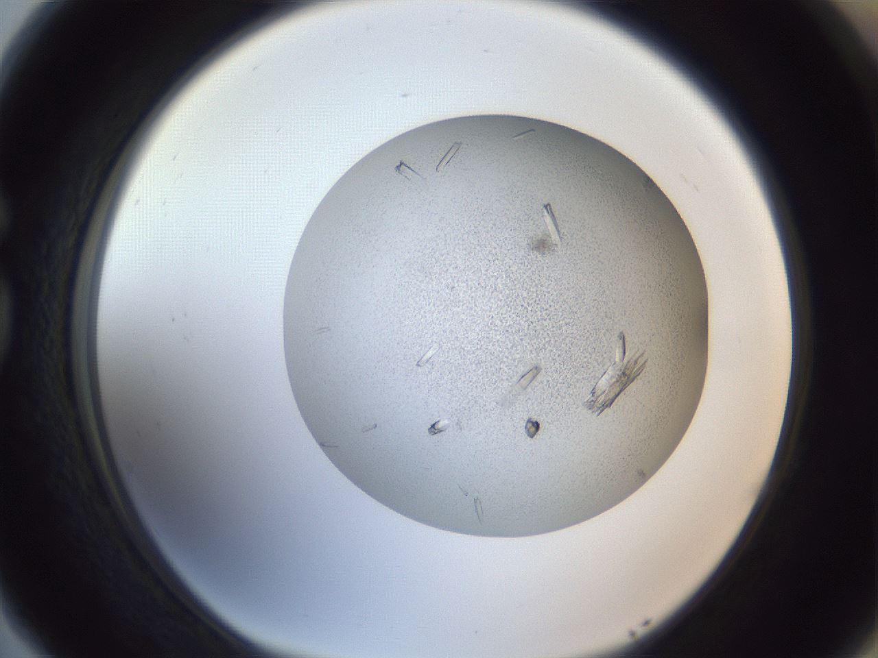 folderID325_plateID1325_batchID4504_wellNum77_profileID1_d1_r79572_ef.jpg