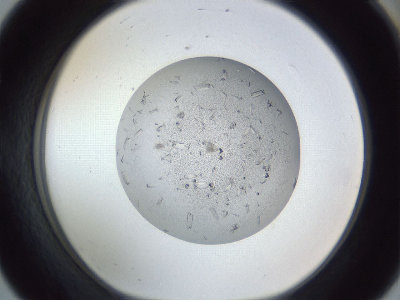 folderID325_plateID1325_batchID4504_wellNum56_profileID1_d1_r79551_ef.jpg