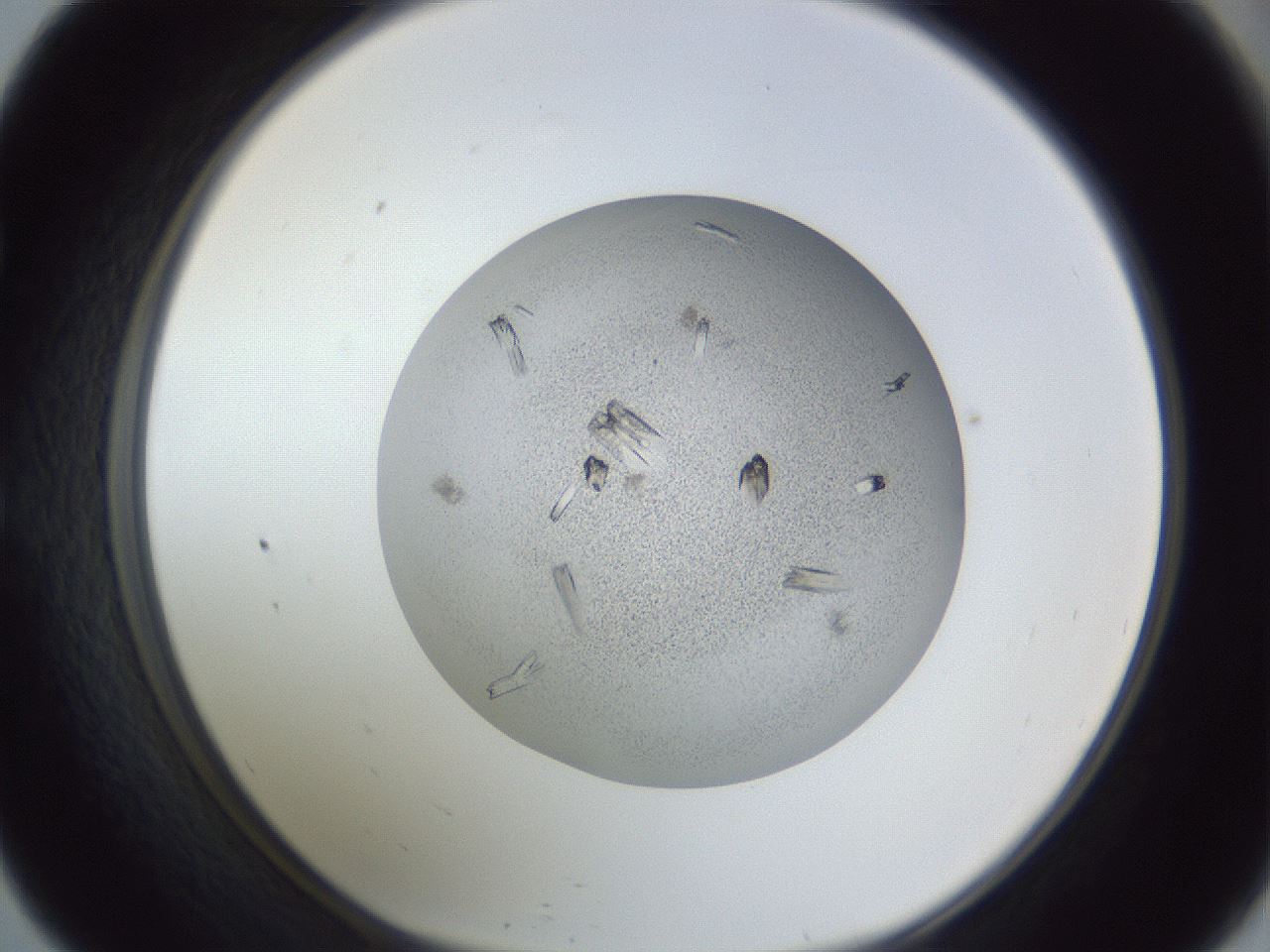 folderID325_plateID1325_batchID4504_wellNum57_profileID1_d1_r79552_ef.jpg