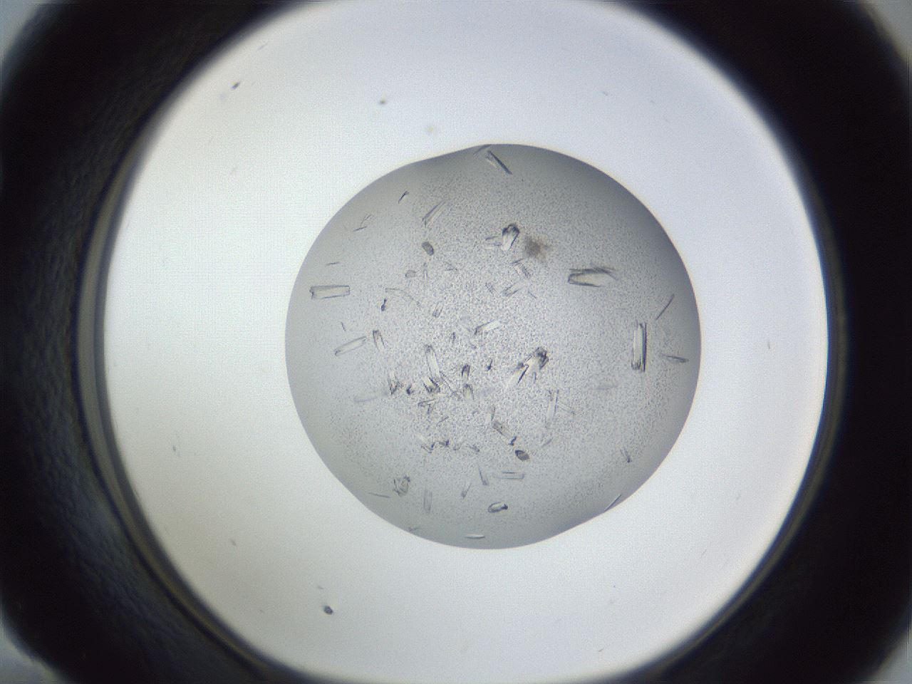 folderID325_plateID1325_batchID4504_wellNum58_profileID1_d1_r79553_ef.jpg