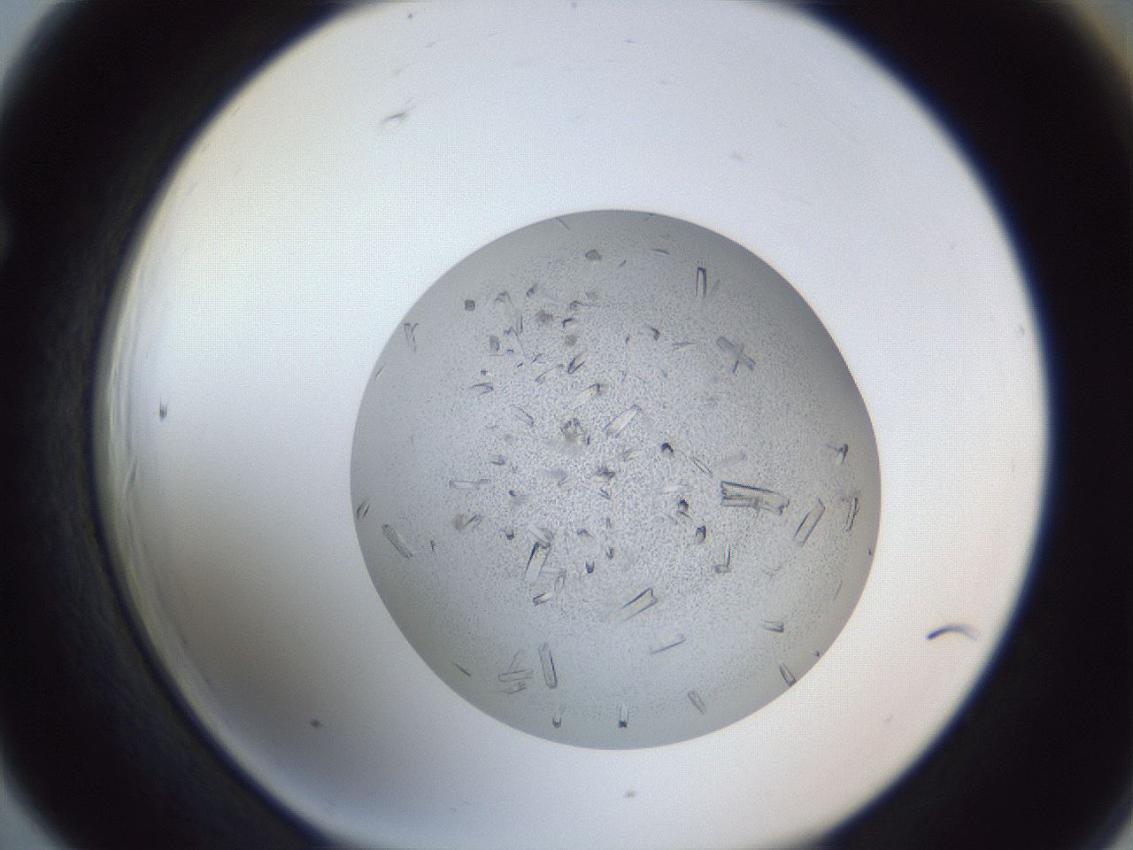 folderID325_plateID1325_batchID4504_wellNum66_profileID1_d1_r79561_ef.jpg