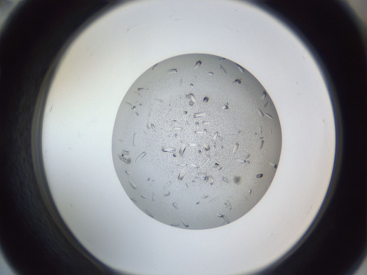folderID325_plateID1325_batchID4504_wellNum67_profileID1_d1_r79562_ef.jpg
