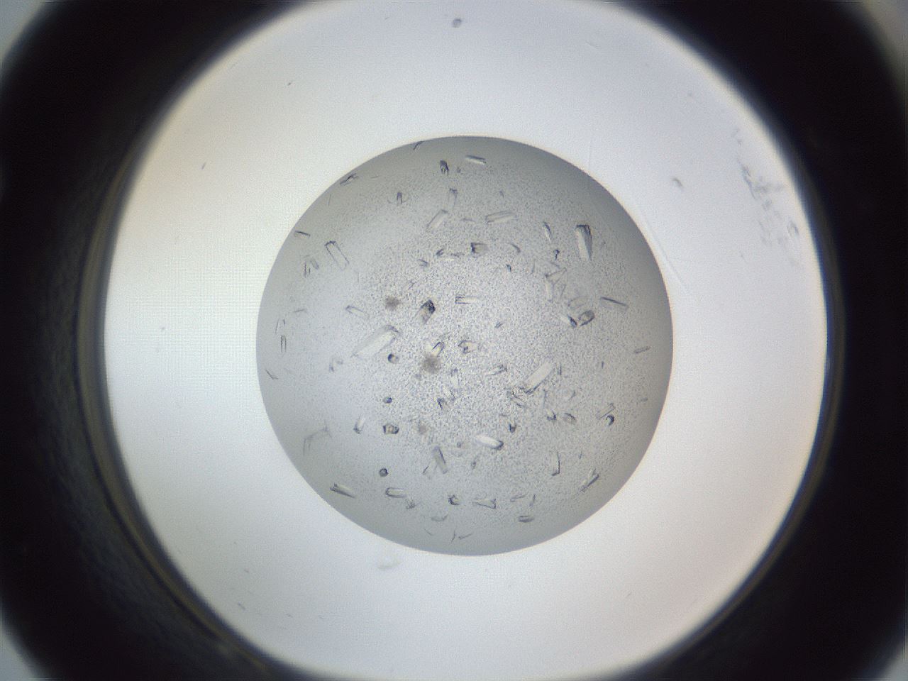 folderID325_plateID1325_batchID4504_wellNum68_profileID1_d1_r79563_ef.jpg