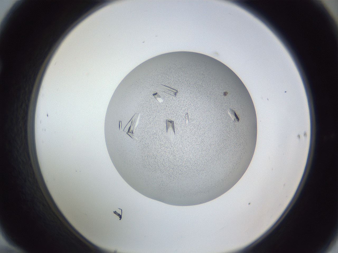 folderID325_plateID1325_batchID4504_wellNum70_profileID1_d1_r79565_ef.jpg