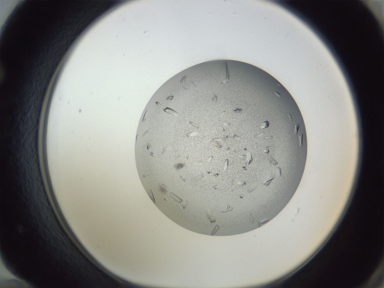 folderID325_plateID1325_batchID4504_wellNum72_profileID1_d1_r79567_ef.jpg