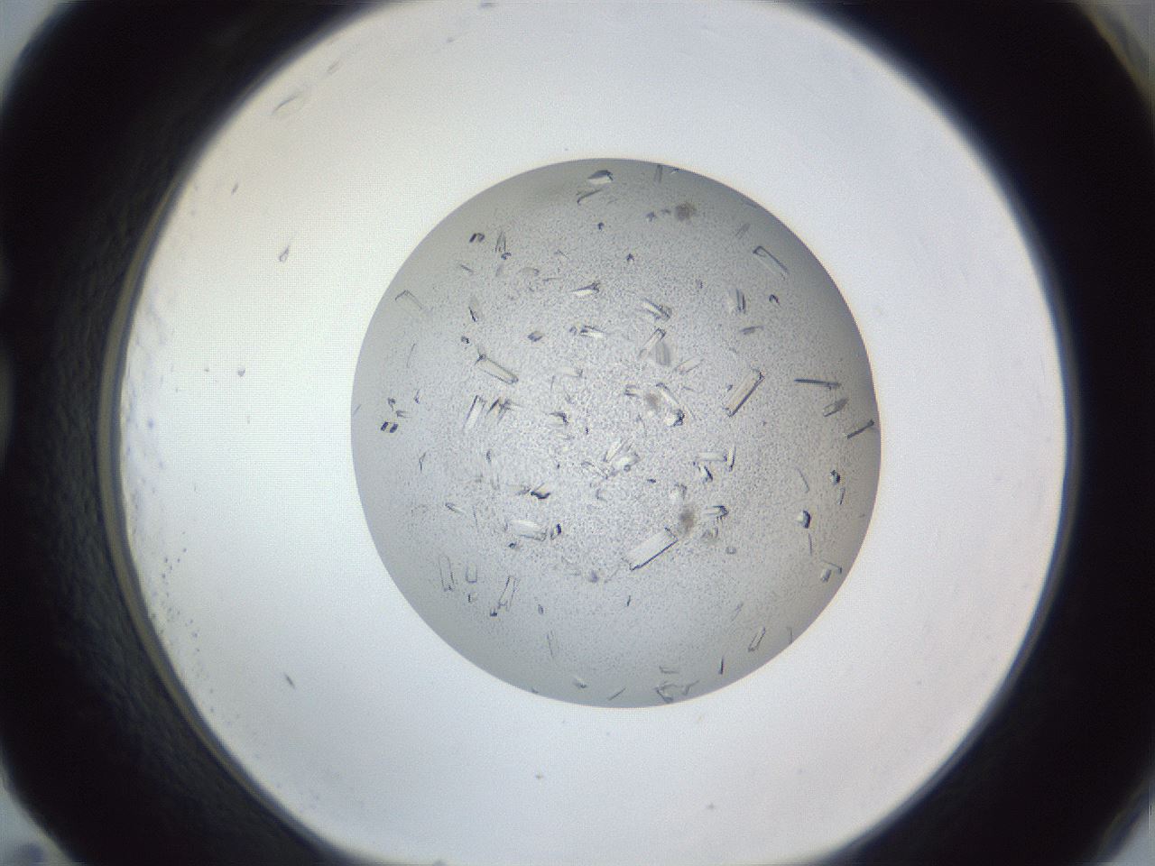 folderID325_plateID1325_batchID4504_wellNum83_profileID1_d1_r79578_ef.jpg