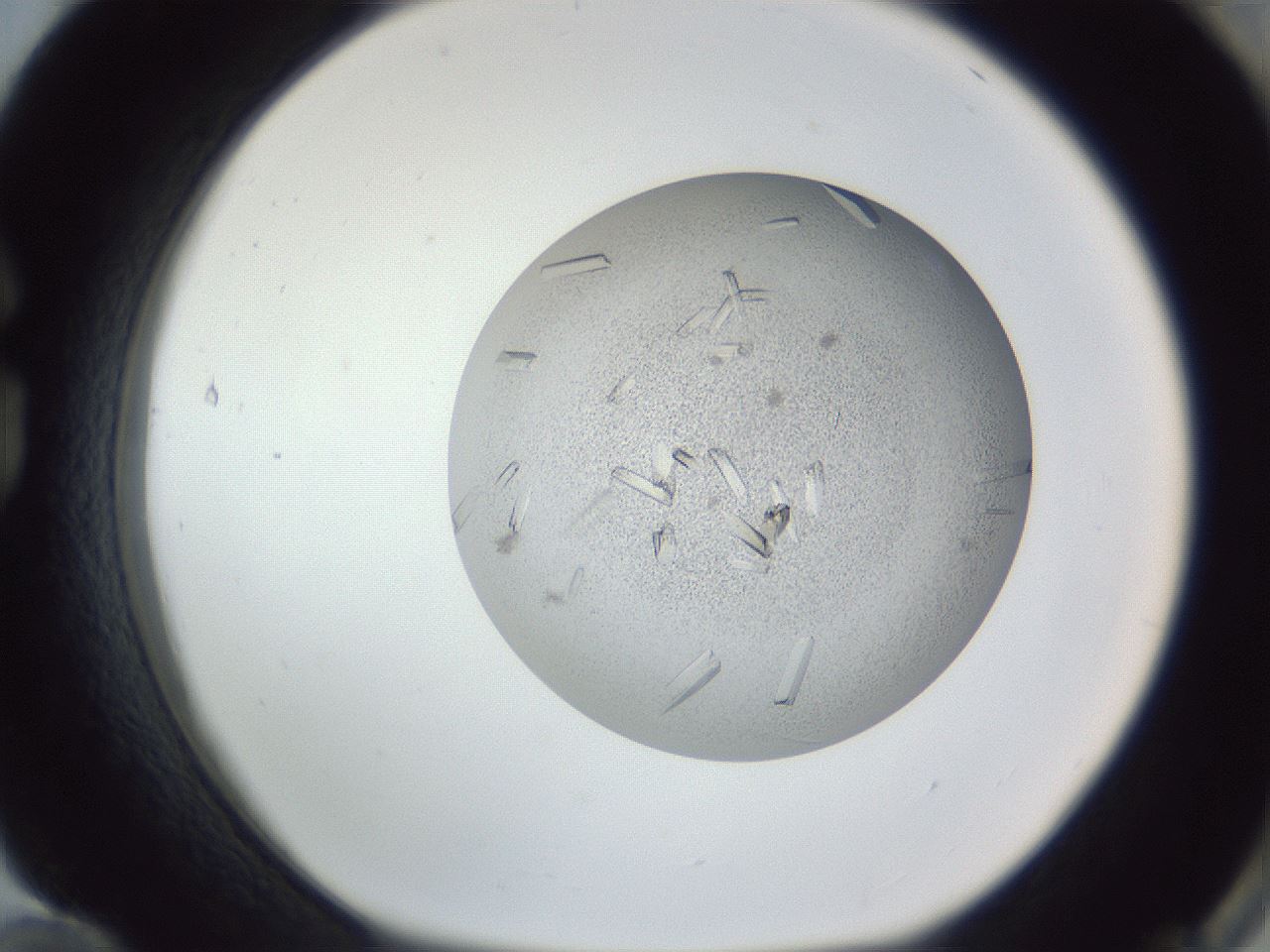 folderID325_plateID1325_batchID4504_wellNum84_profileID1_d1_r79579_ef.jpg