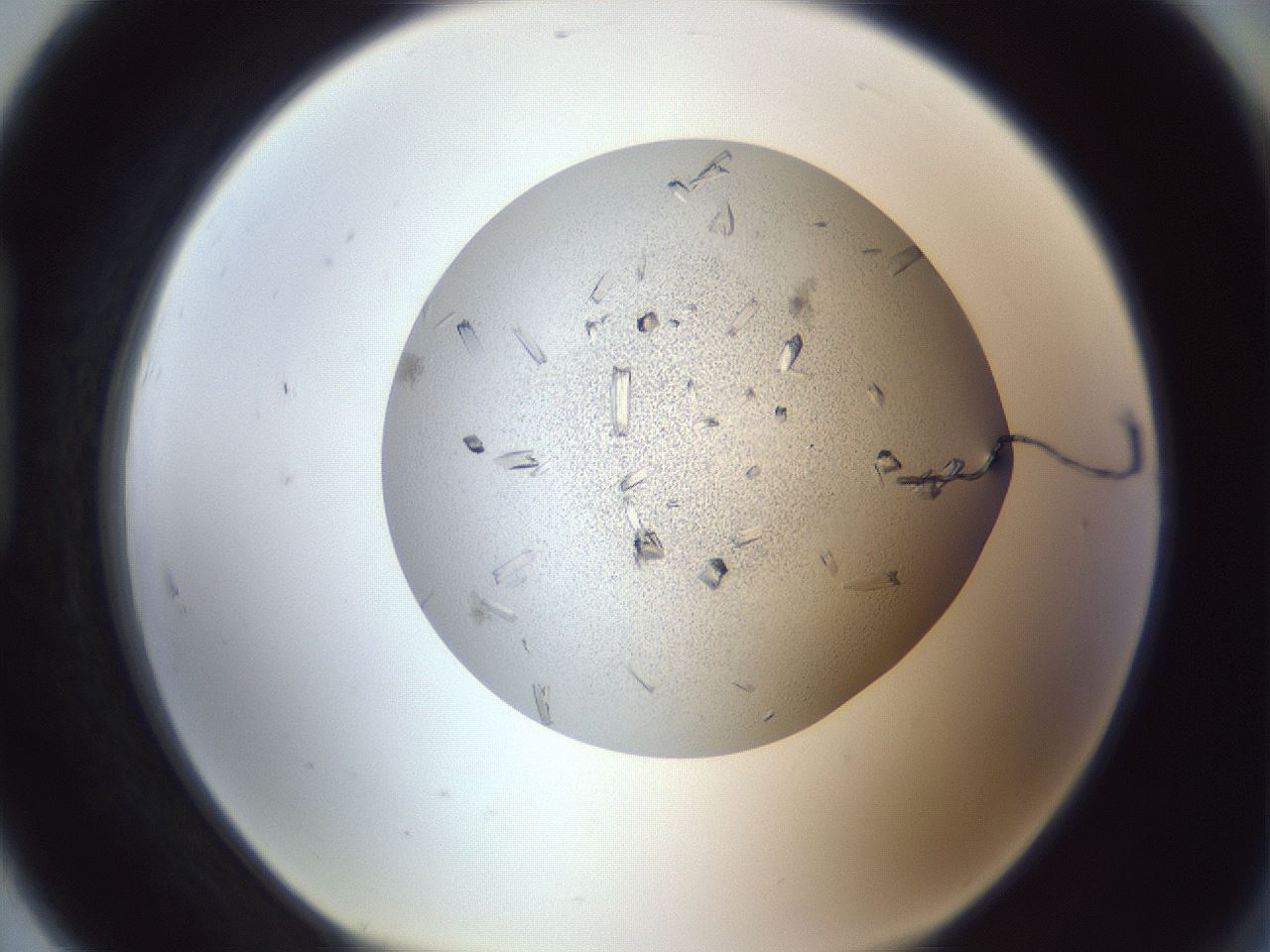 folderID325_plateID1325_batchID4504_wellNum91_profileID1_d1_r79586_ef.jpg