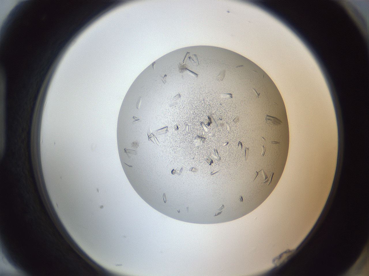 folderID325_plateID1325_batchID4504_wellNum94_profileID1_d1_r79589_ef.jpg
