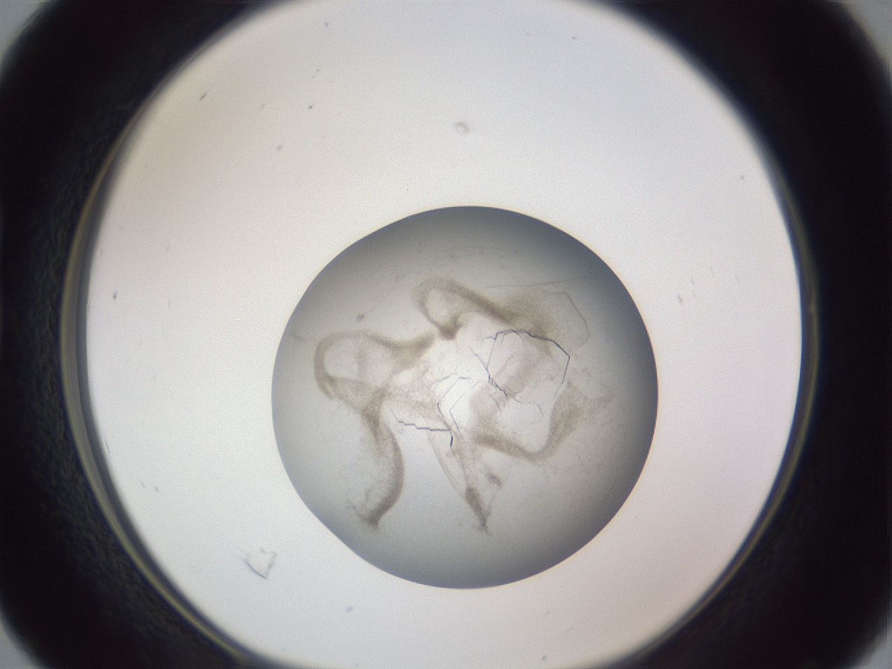 folderID327_plateID1327_batchID4443_wellNum16_profileID1_d1_r79607_ef.jpg