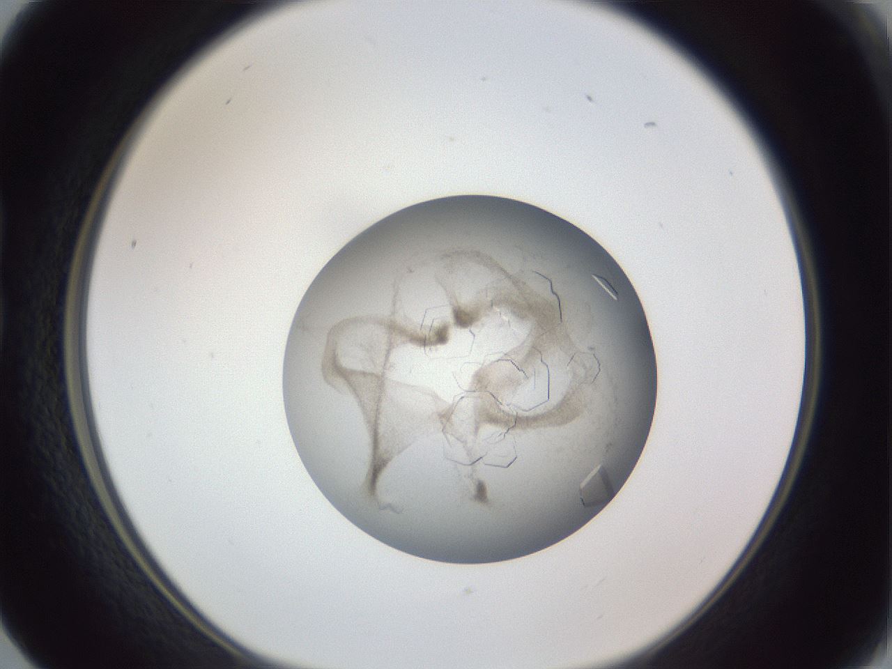 folderID327_plateID1327_batchID4443_wellNum17_profileID1_d1_r79608_ef.jpg