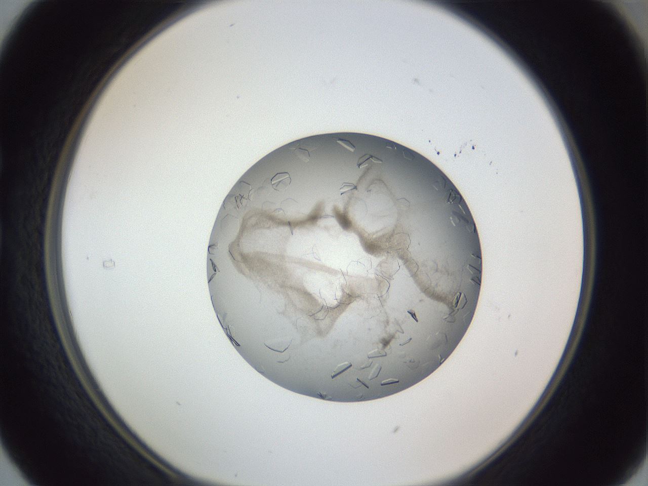 folderID327_plateID1327_batchID4443_wellNum29_profileID1_d1_r79620_ef.jpg