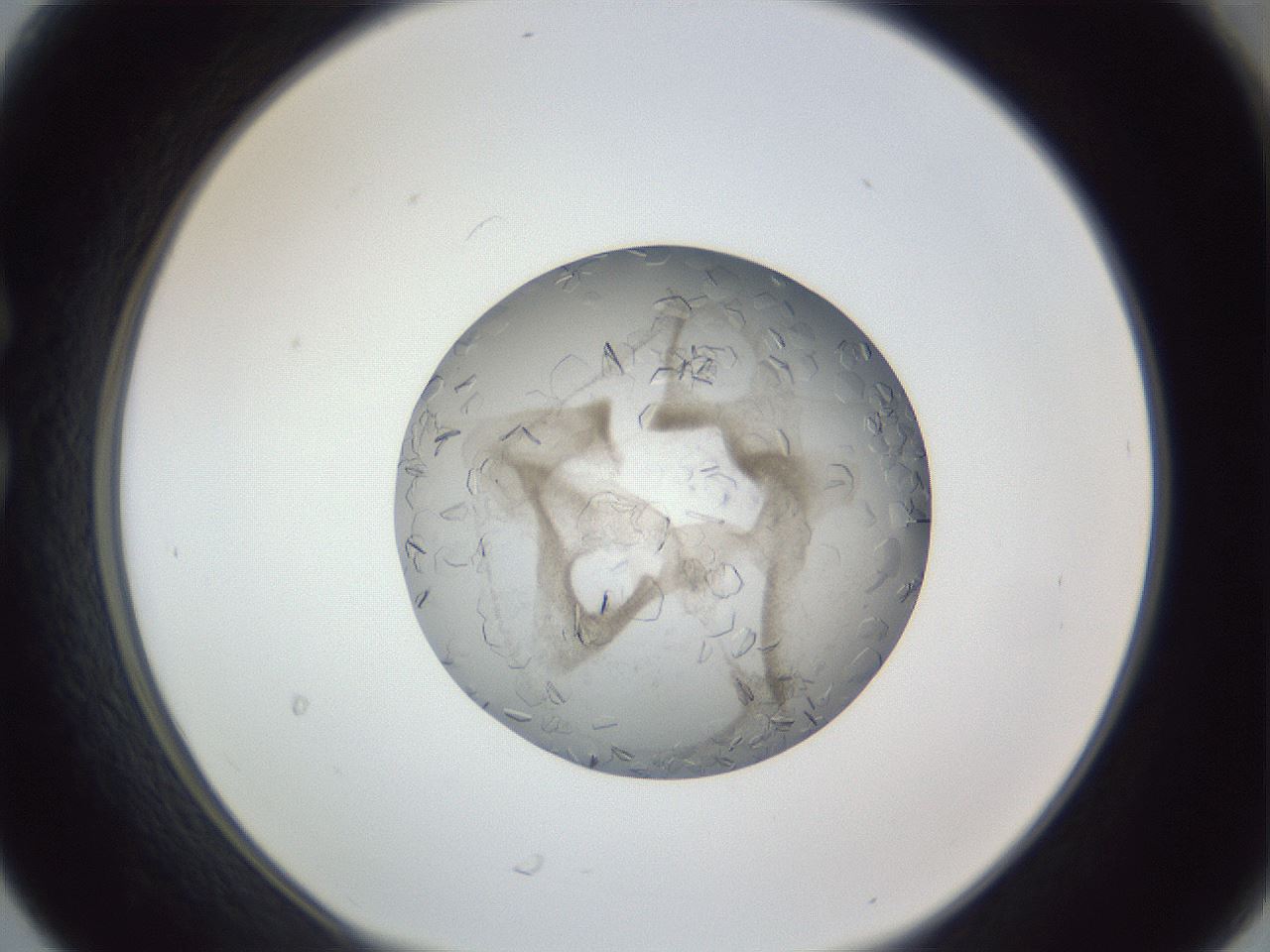 folderID327_plateID1327_batchID4443_wellNum30_profileID1_d1_r79621_ef.jpg