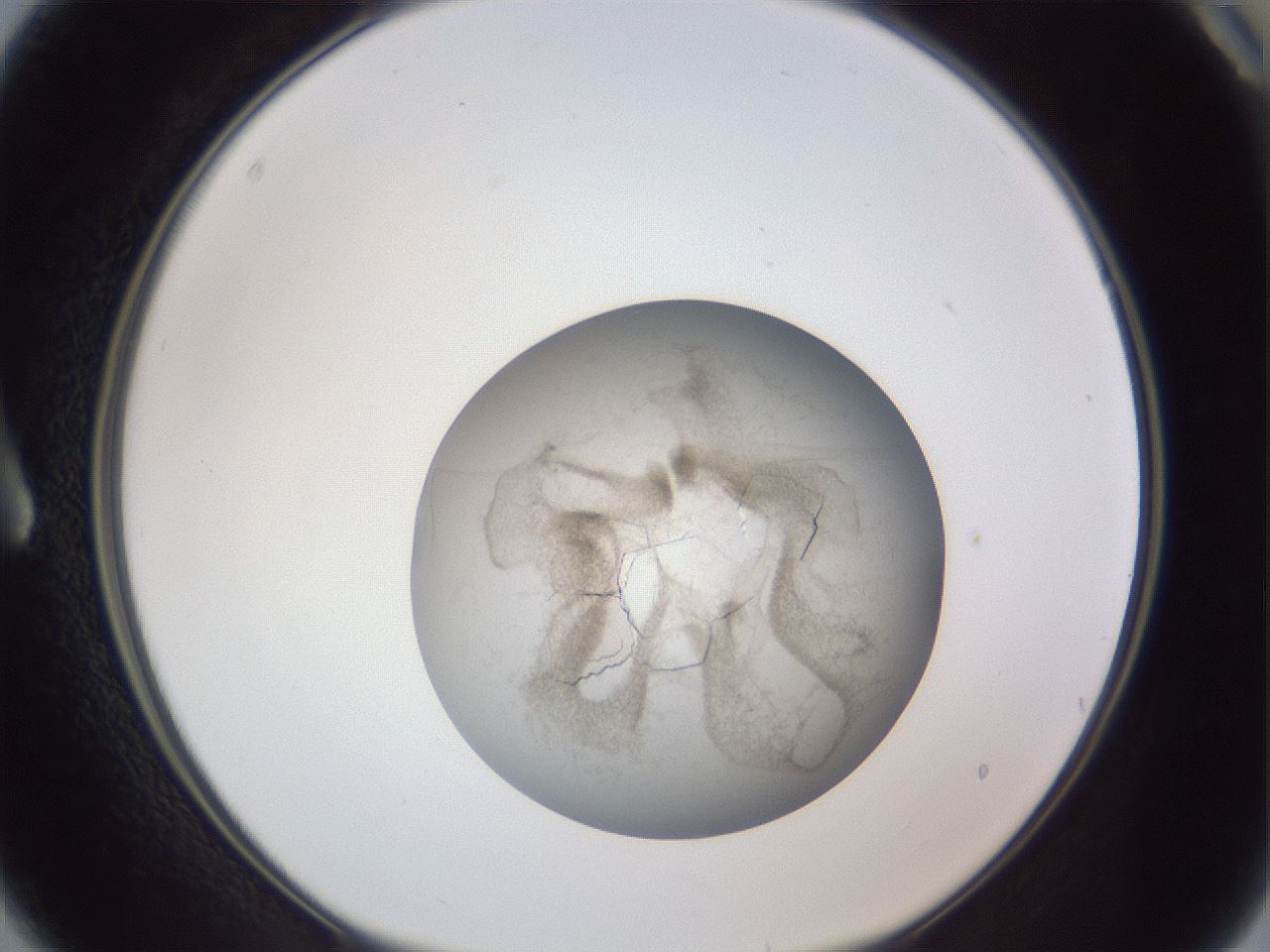 folderID327_plateID1327_batchID4443_wellNum3_profileID1_d1_r79594_ef.jpg