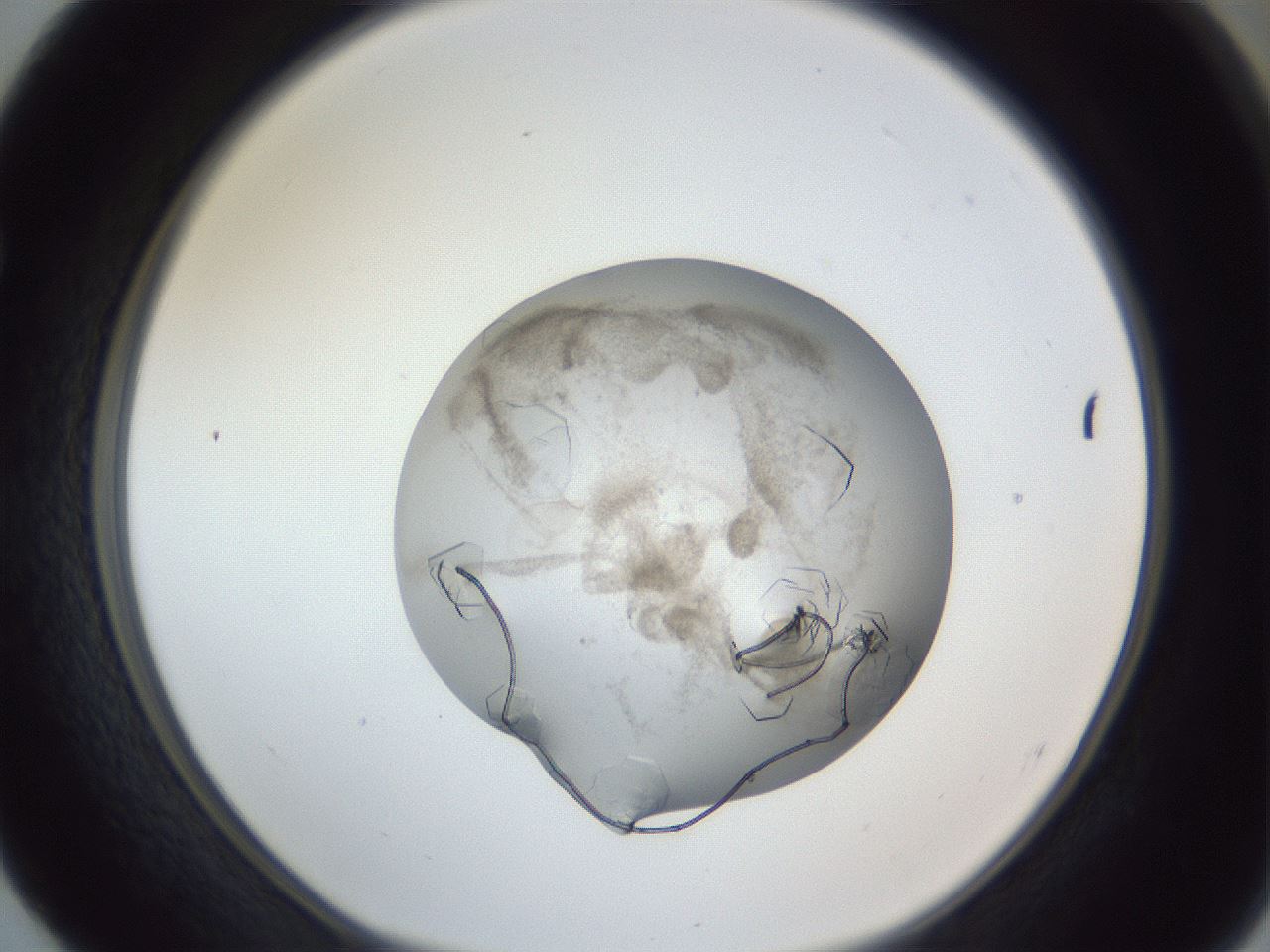folderID327_plateID1327_batchID4443_wellNum52_profileID1_d1_r79643_ef.jpg