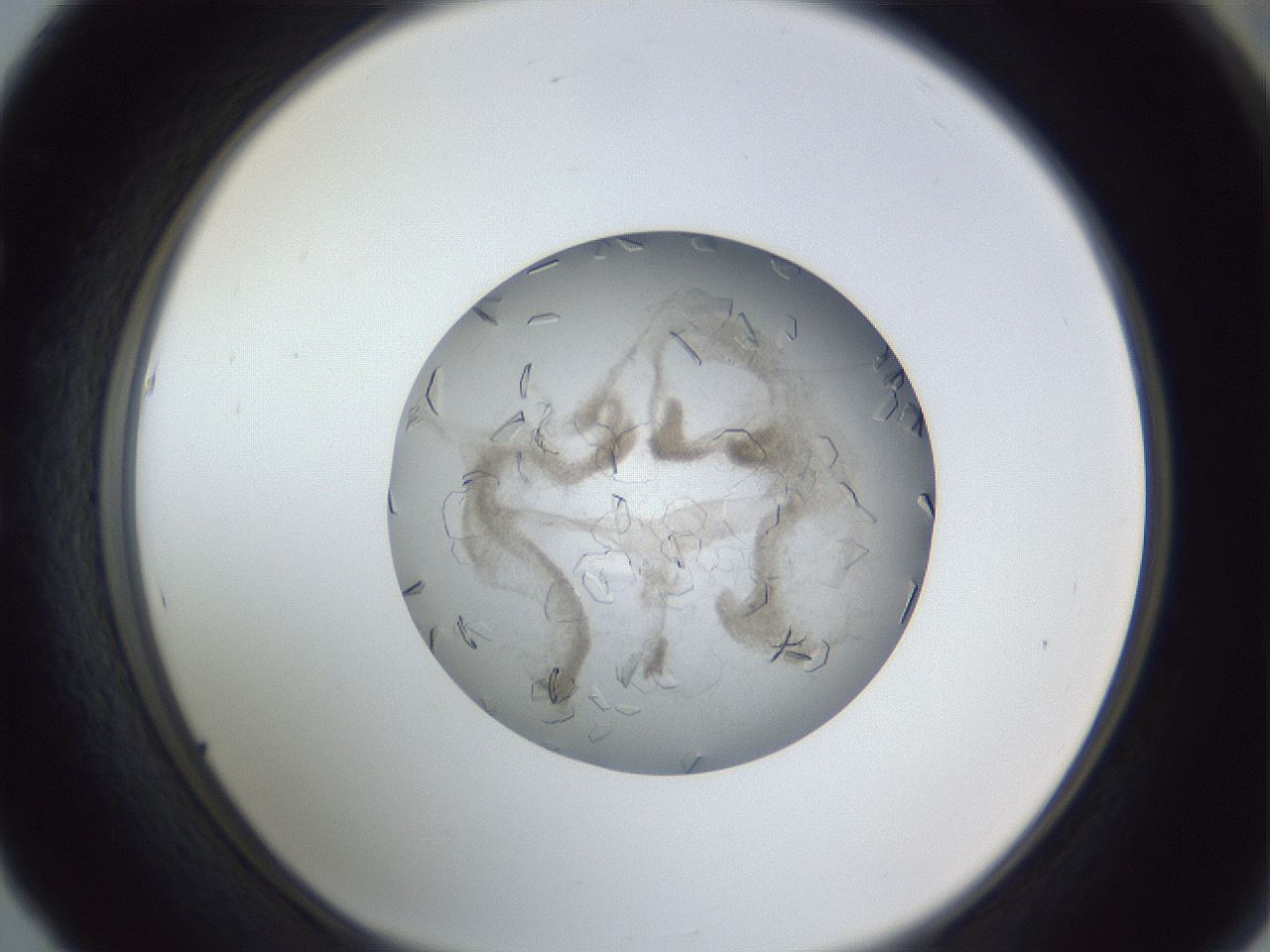 folderID327_plateID1327_batchID4443_wellNum53_profileID1_d1_r79644_ef.jpg