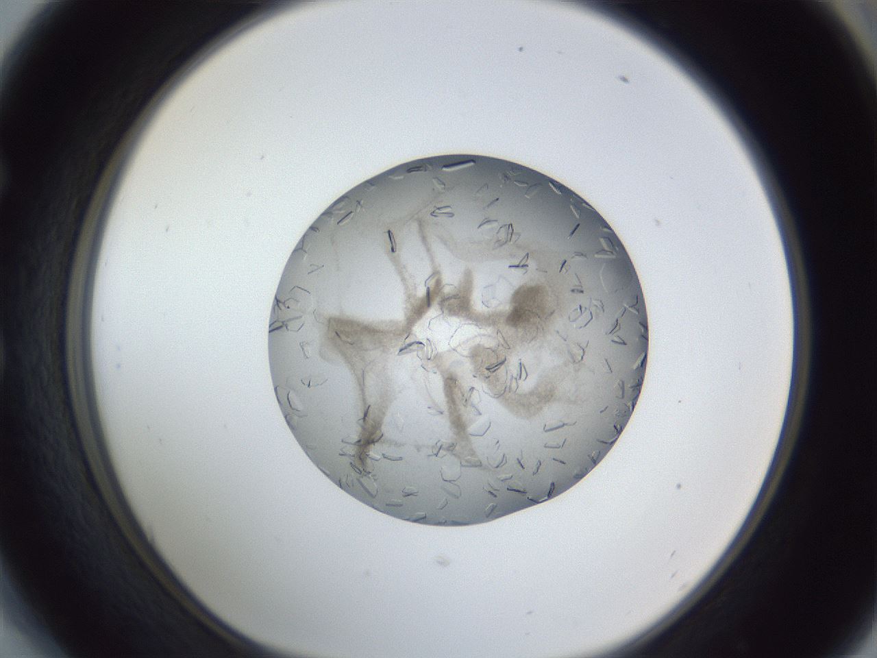 folderID327_plateID1327_batchID4443_wellNum54_profileID1_d1_r79645_ef.jpg