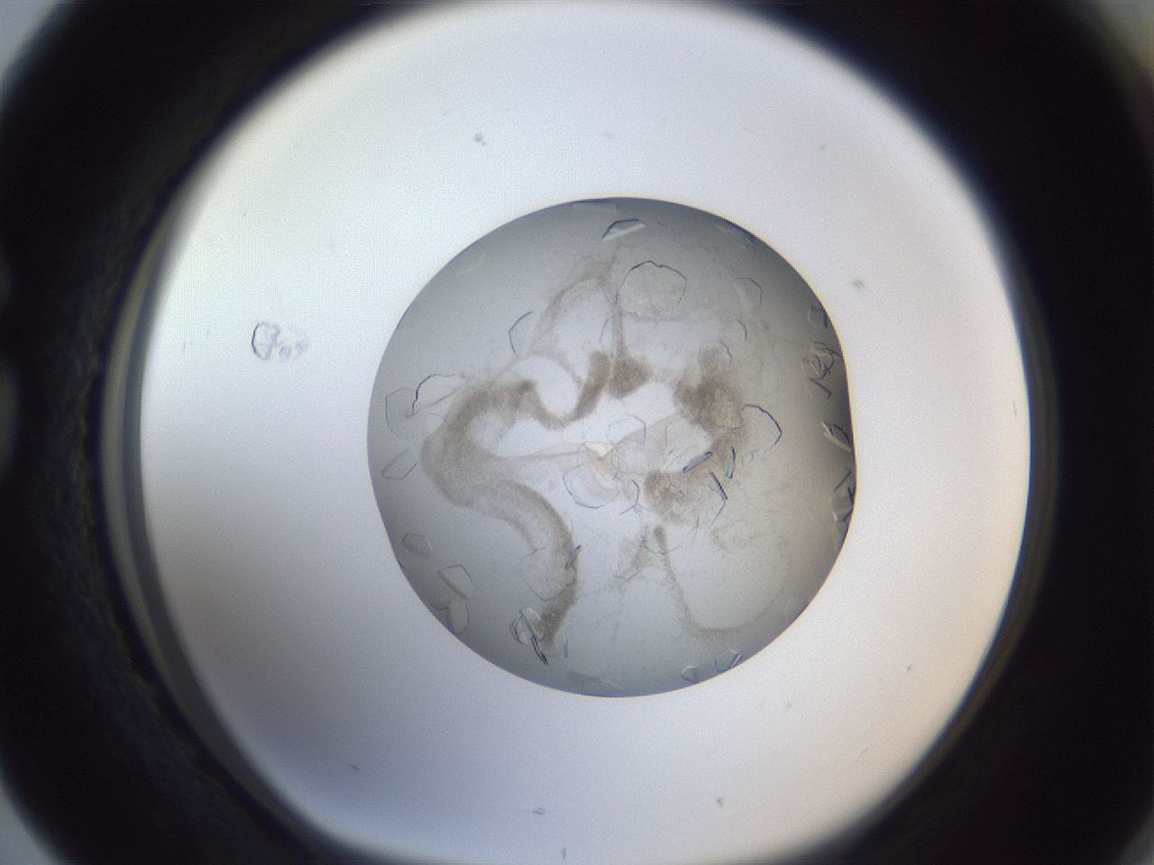 folderID327_plateID1327_batchID4443_wellNum76_profileID1_d1_r79667_ef.jpg