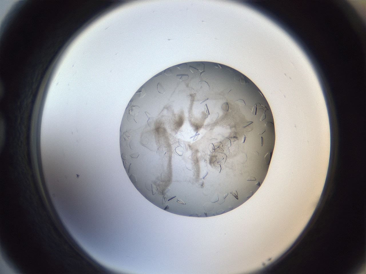 folderID327_plateID1327_batchID4443_wellNum77_profileID1_d1_r79668_ef.jpg