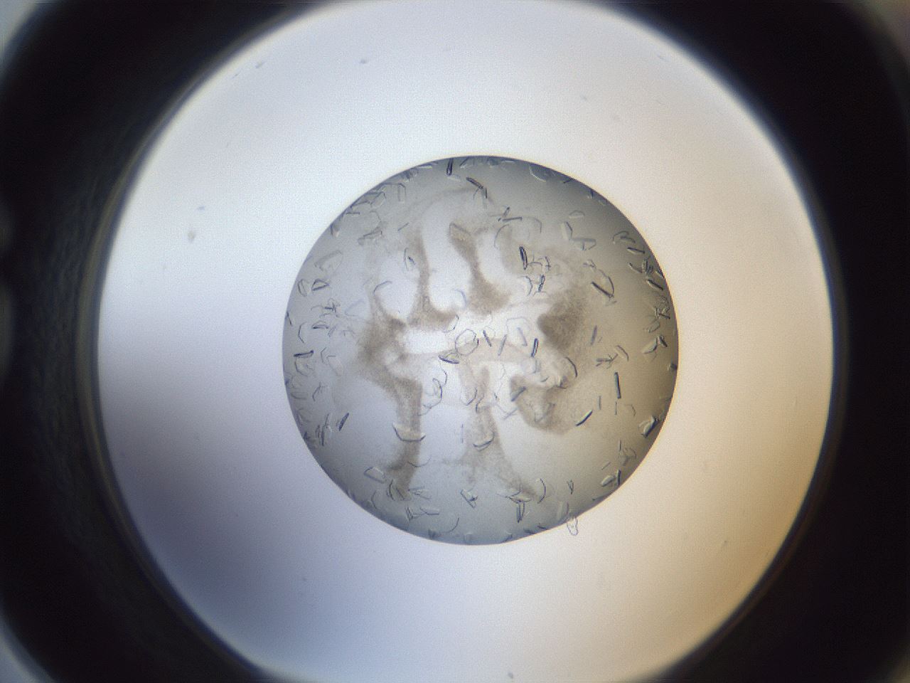 folderID327_plateID1327_batchID4443_wellNum78_profileID1_d1_r79669_ef.jpg