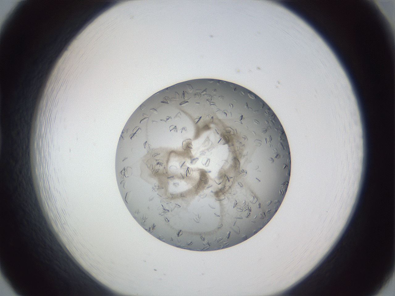 folderID327_plateID1327_batchID4492_wellNum20_profileID1_d1_r79611_ef.jpg
