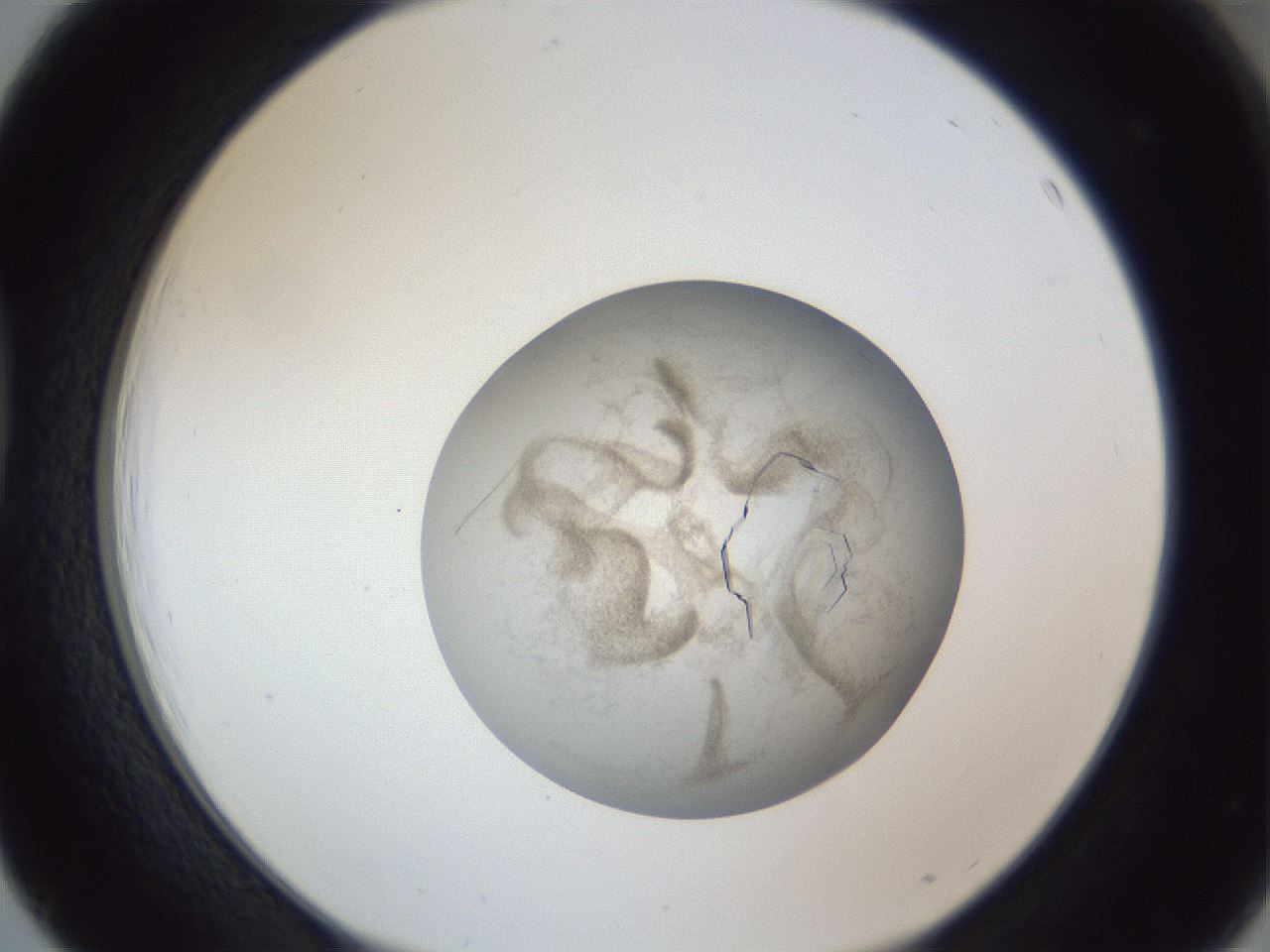 folderID327_plateID1327_batchID4492_wellNum39_profileID1_d1_r79630_ef.jpg