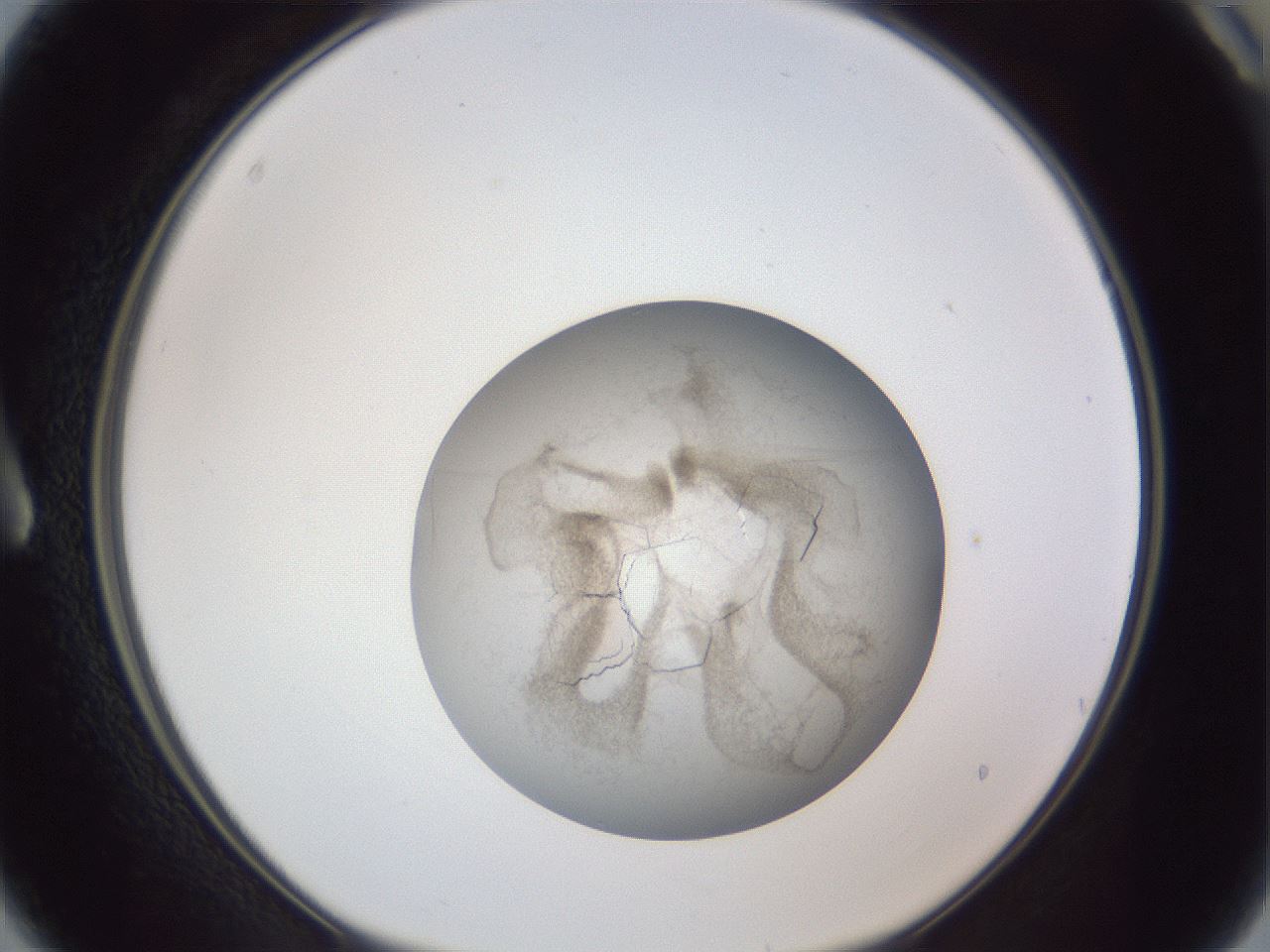 folderID327_plateID1327_batchID4492_wellNum3_profileID1_d1_r79594_ef.jpg