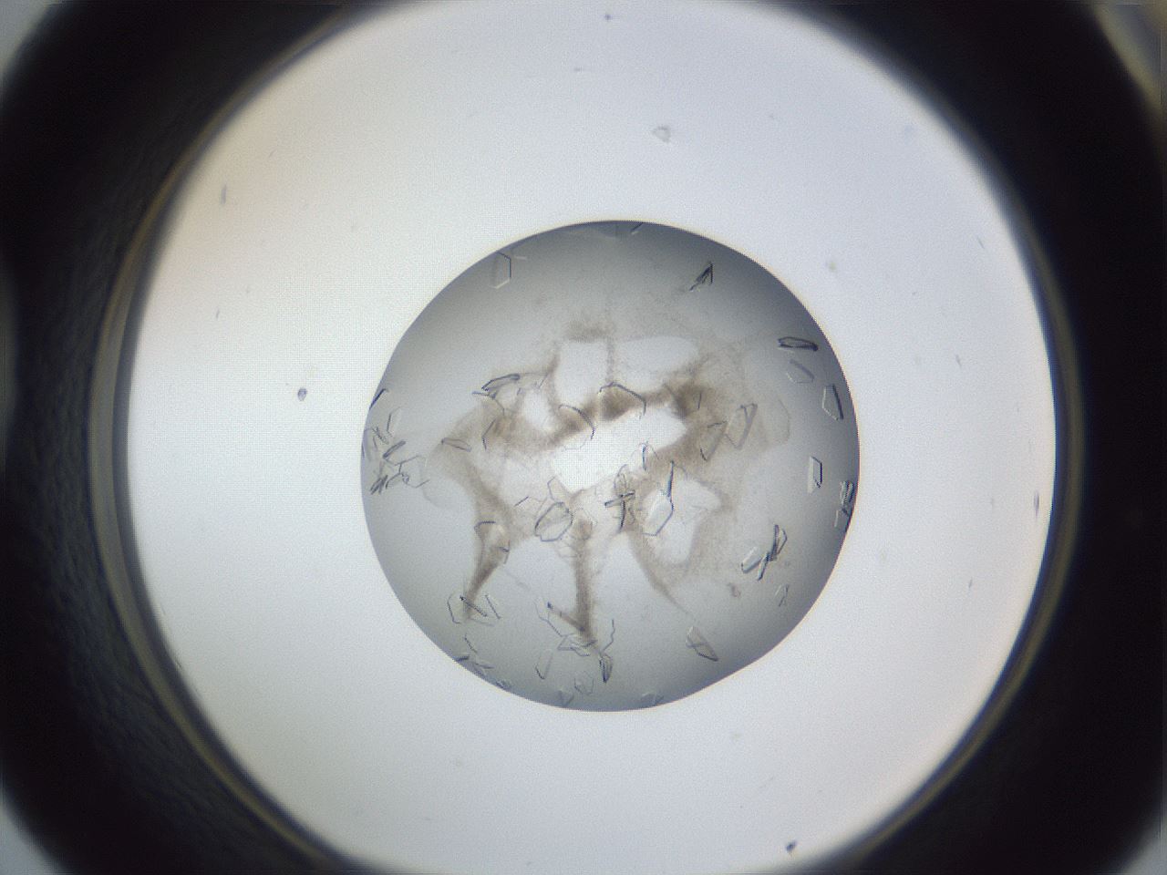 folderID327_plateID1327_batchID4492_wellNum42_profileID1_d1_r79633_ef.jpg