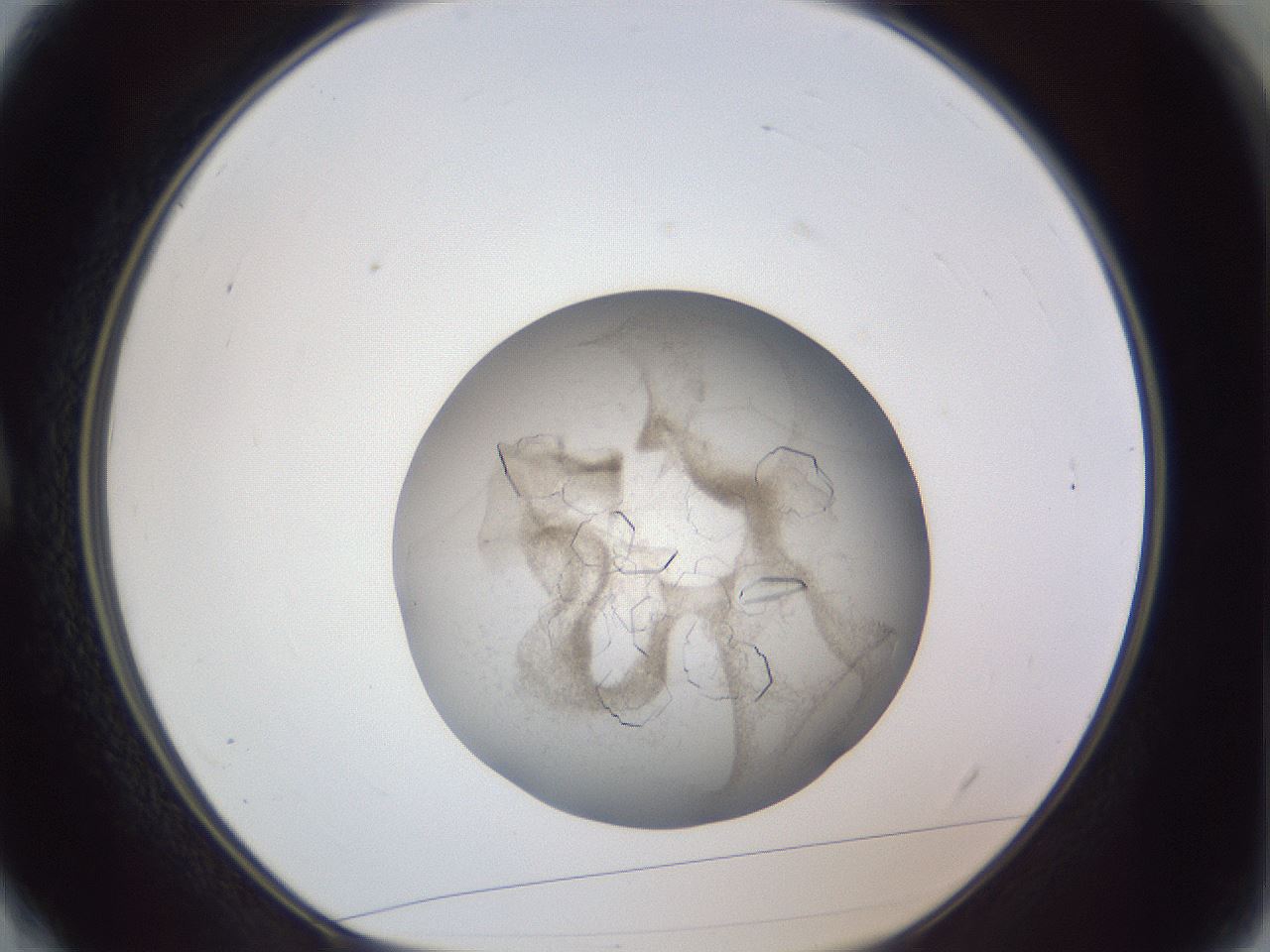 folderID327_plateID1327_batchID4492_wellNum4_profileID1_d1_r79595_ef.jpg