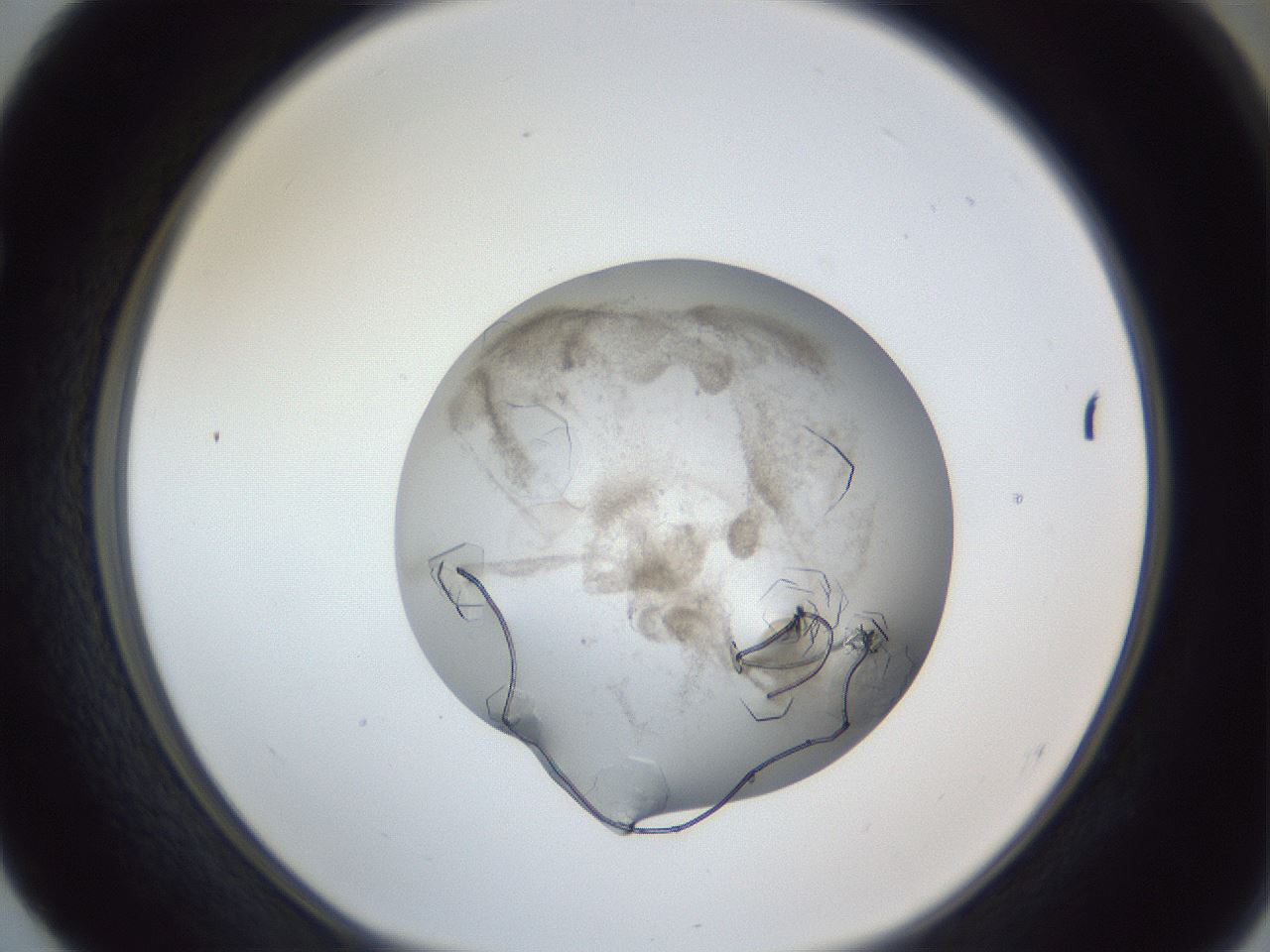 folderID327_plateID1327_batchID4492_wellNum52_profileID1_d1_r79643_ef.jpg