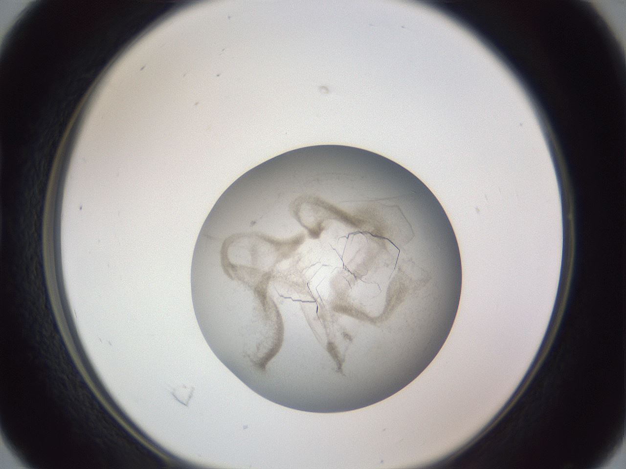 folderID327_plateID1327_batchID4492_wellNum16_profileID1_d1_r79607_ef.jpg