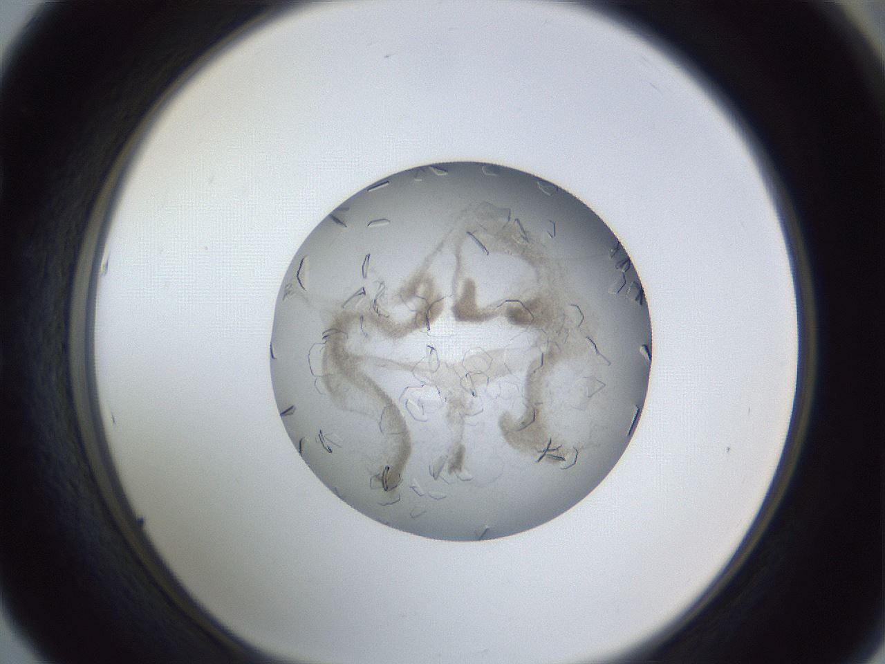 folderID327_plateID1327_batchID4492_wellNum53_profileID1_d1_r79644_ef.jpg