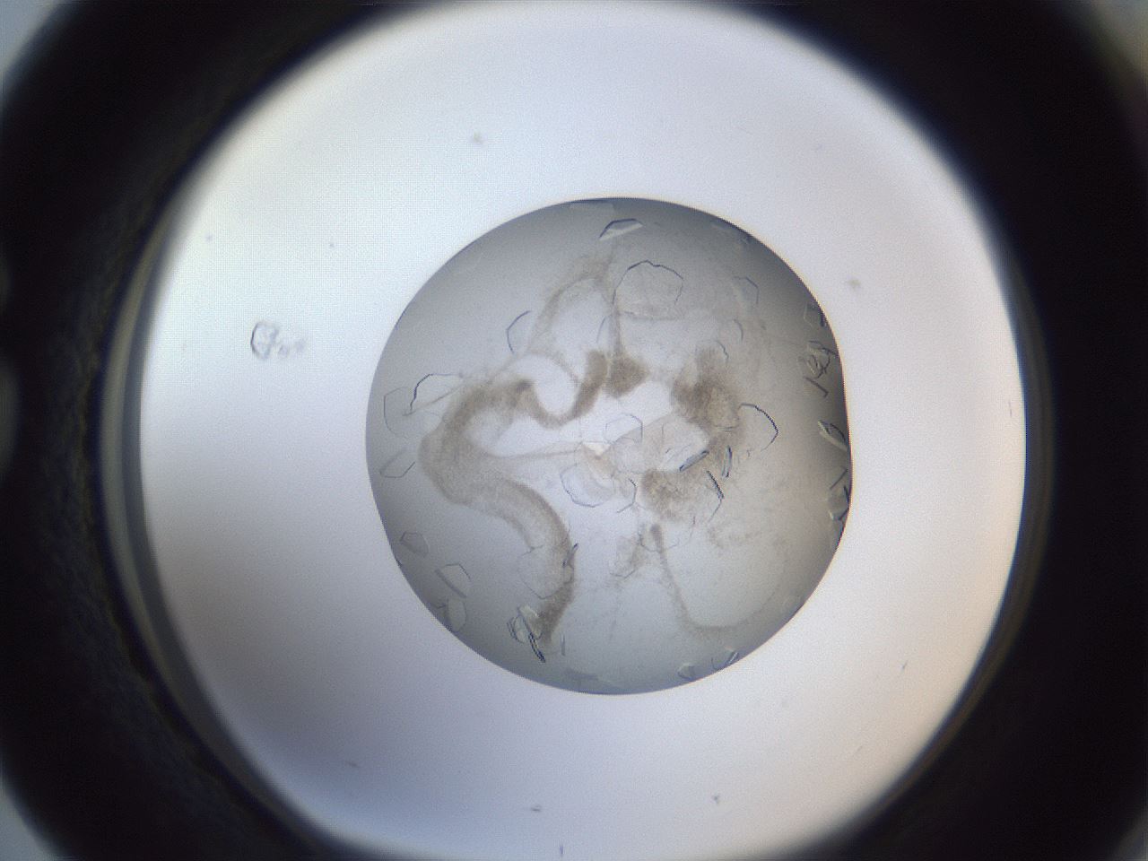 folderID327_plateID1327_batchID4492_wellNum76_profileID1_d1_r79667_ef.jpg
