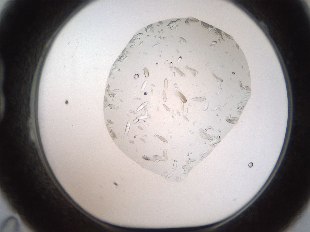 folderID327_plateID2327_batchID10995_wellNum23_profileID1_d1_r164153_ef.jpg