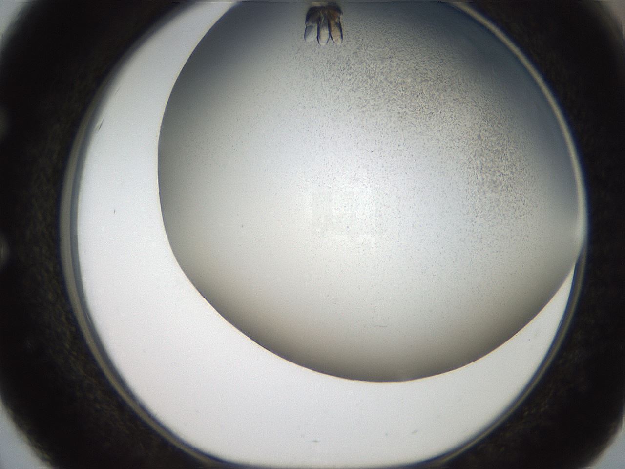 folderID327_plateID2327_batchID10995_wellNum51_profileID1_d1_r164181_ef.jpg