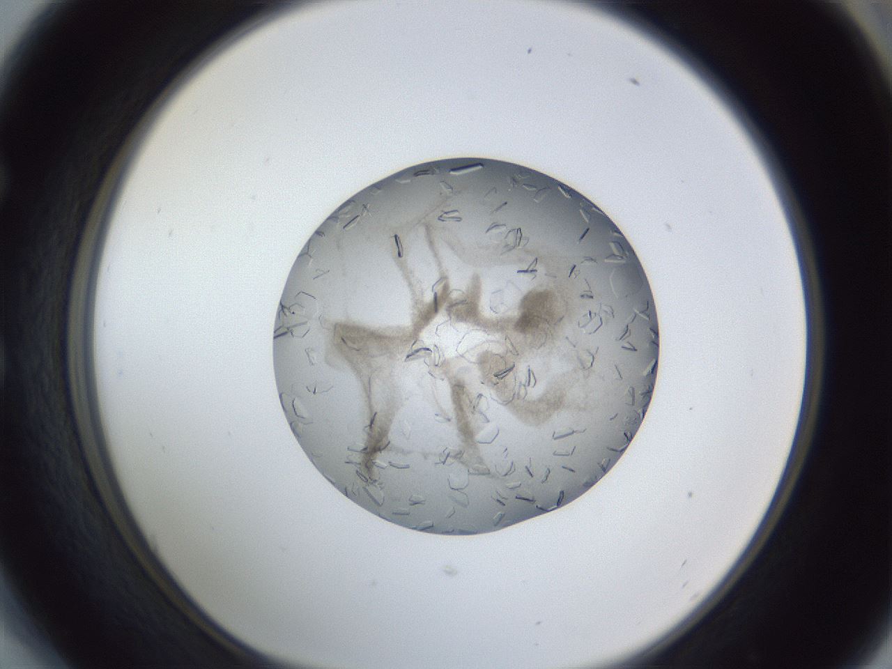 folderID327_plateID1327_batchID4492_wellNum54_profileID1_d1_r79645_ef.jpg