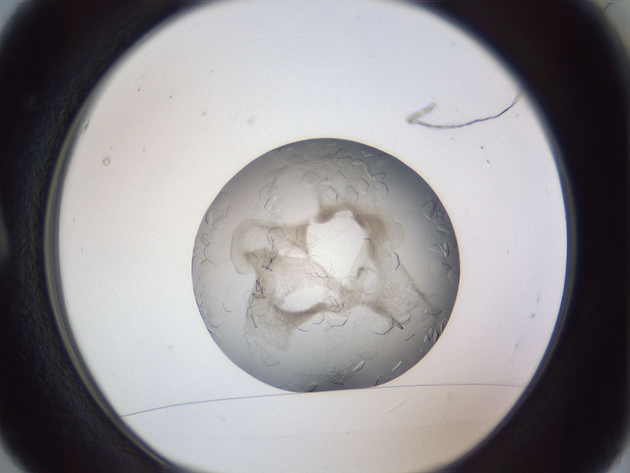 folderID327_plateID1327_batchID4492_wellNum5_profileID1_d1_r79596_ef.jpg