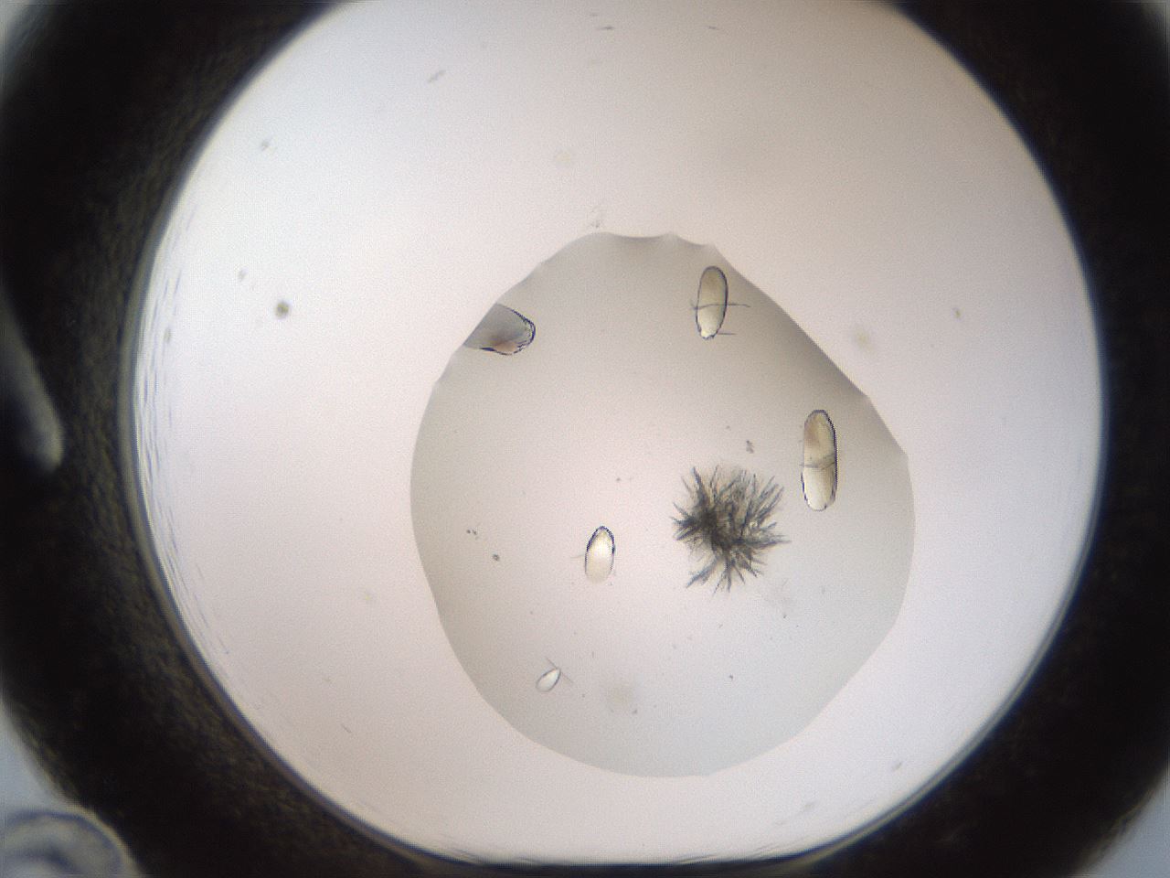 folderID327_plateID2327_batchID10995_wellNum12_profileID1_d1_r164142_ef.jpg